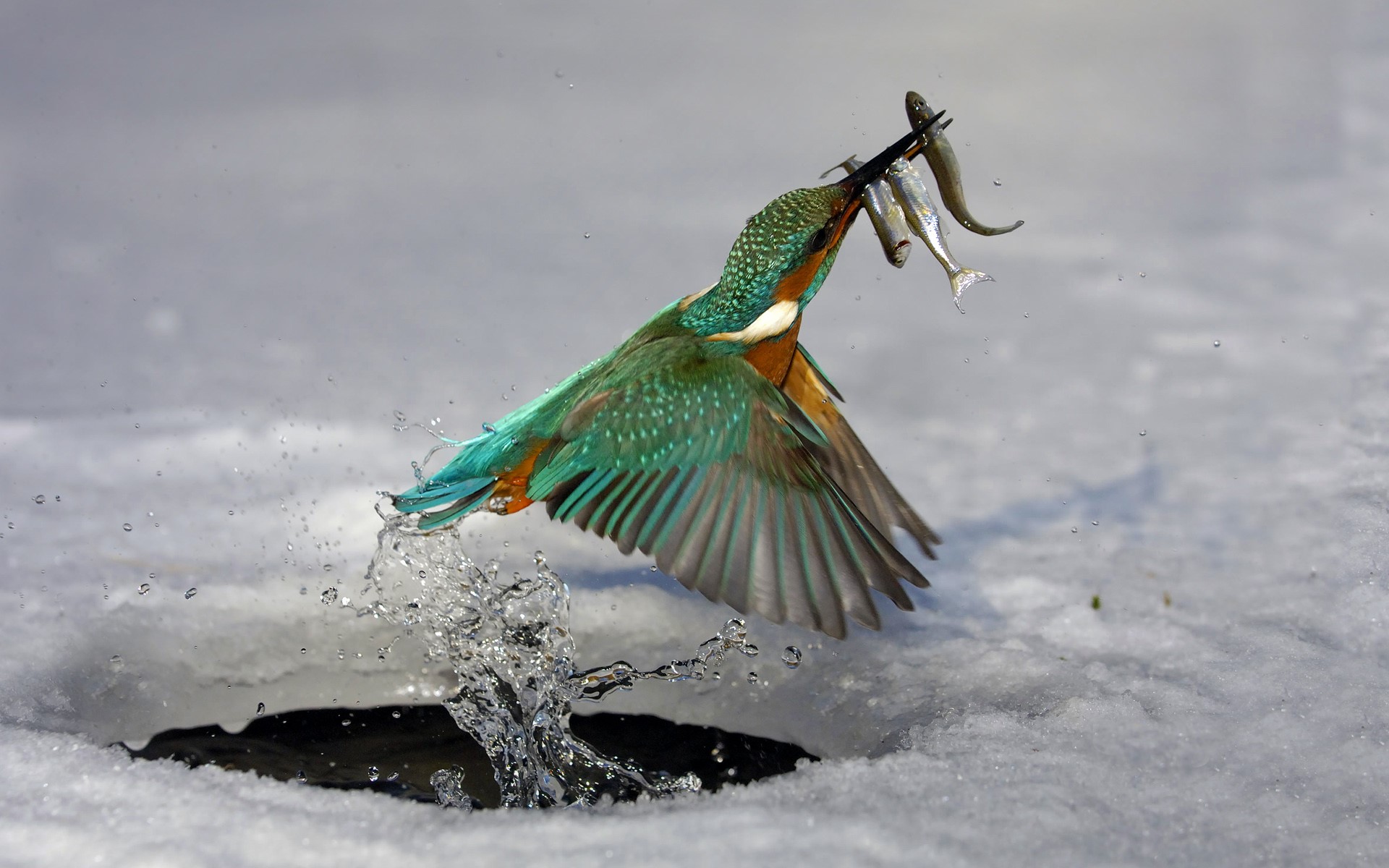 Kingfisher with multiple fish in its beak HD Wallpaper