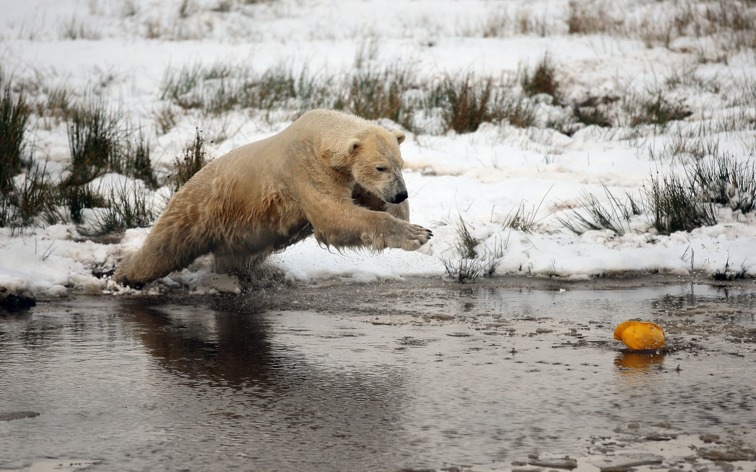 Polar bear jumping into water with snow HD Wallpaper