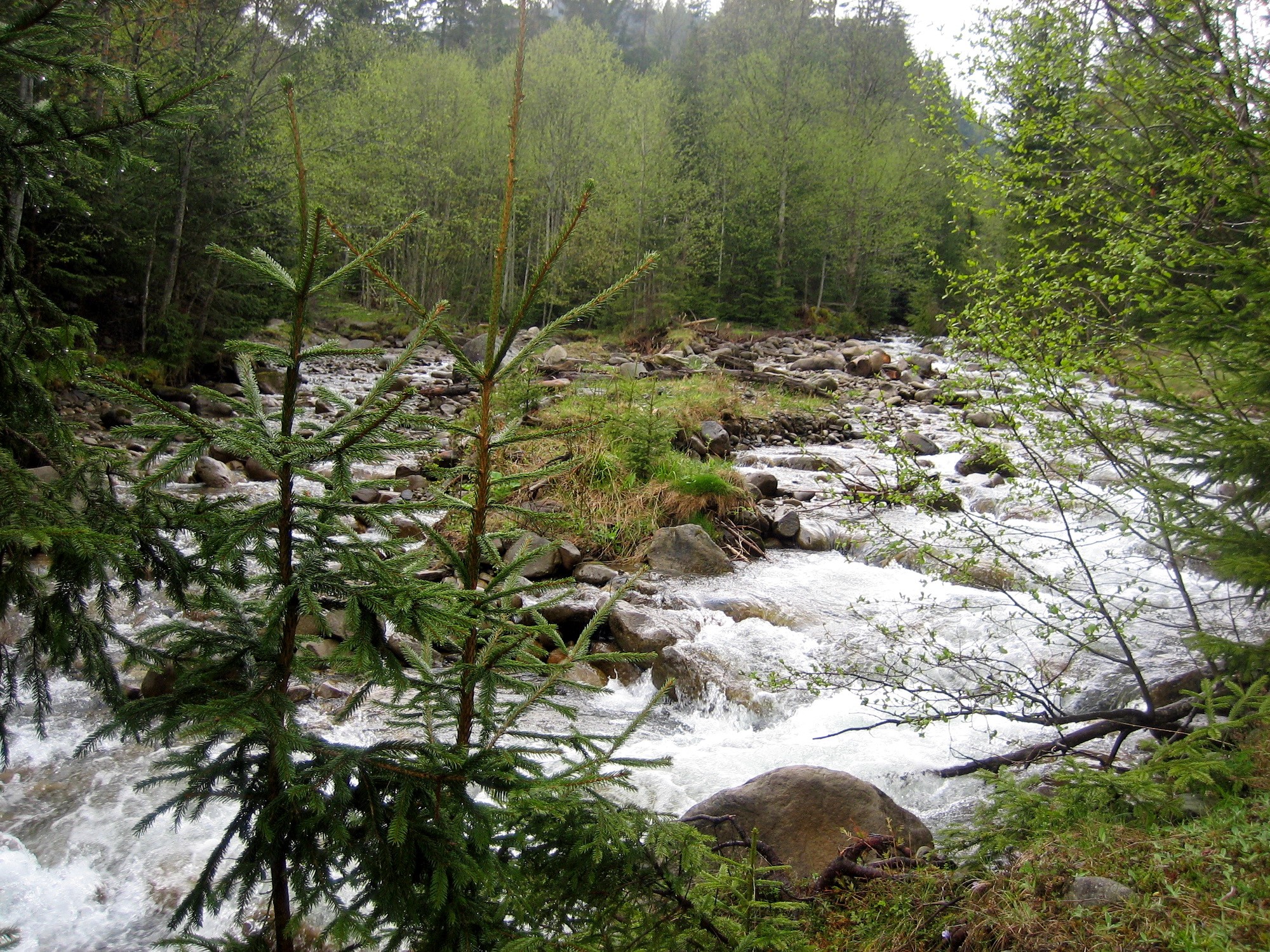 A rocky river flows through a forest HD Wallpaper