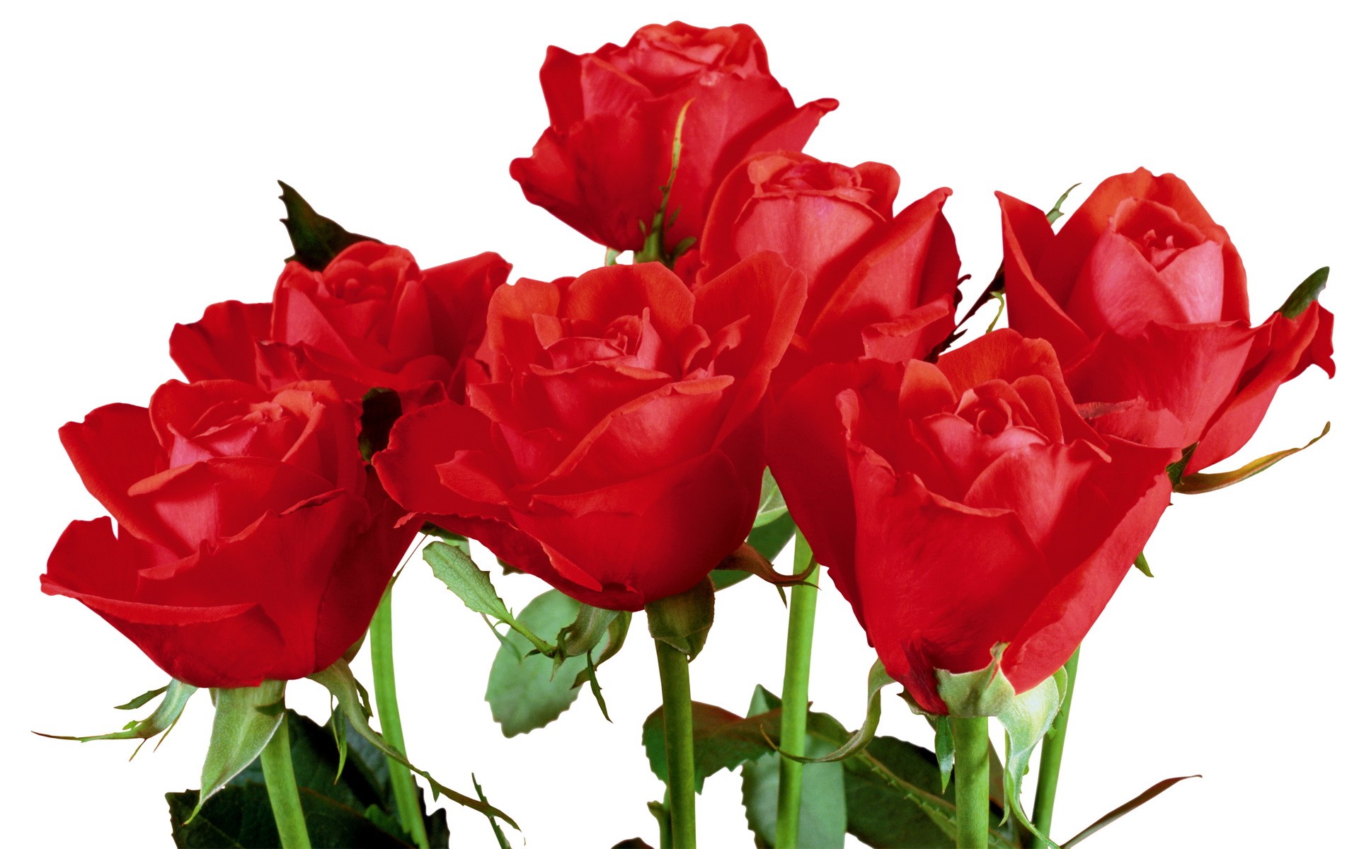 Bouquet of red roses HD Wallpaper