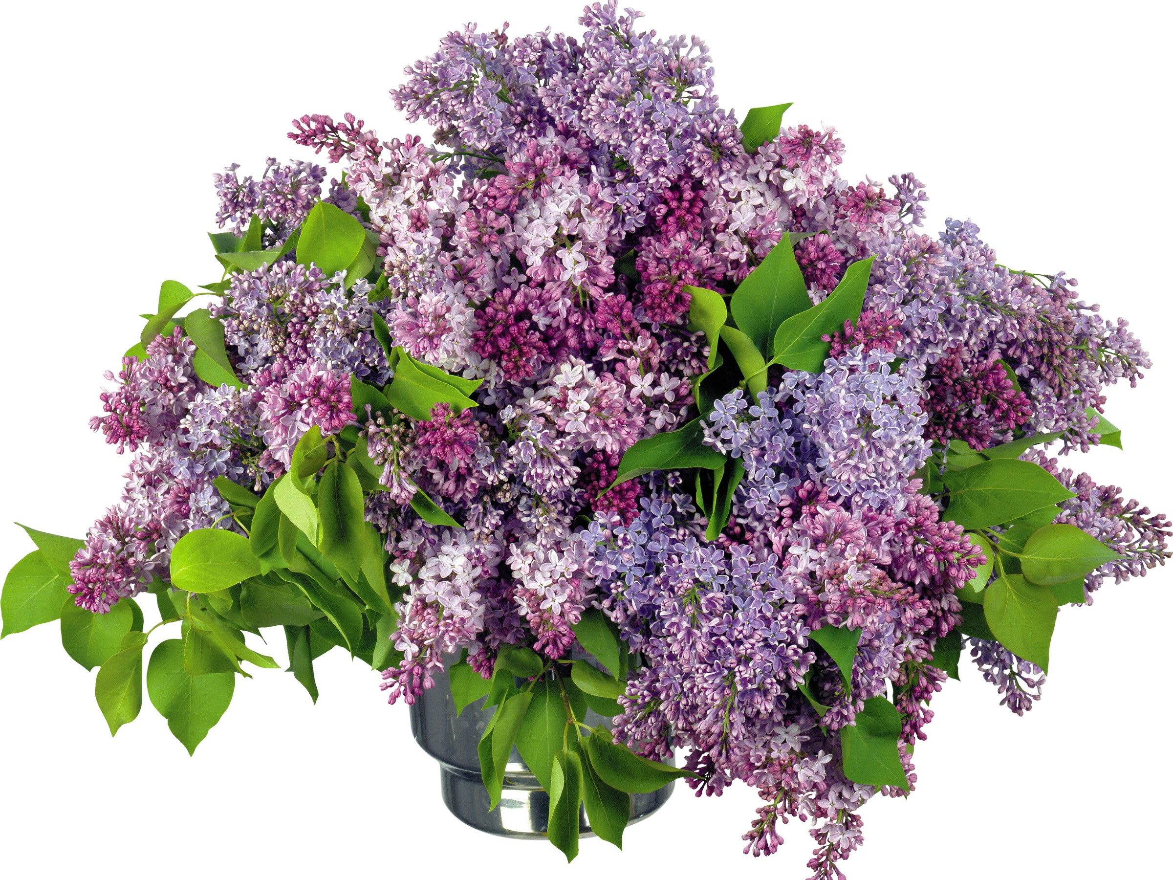 Bouquet of purple and pink lilacs in a vase HD Wallpaper