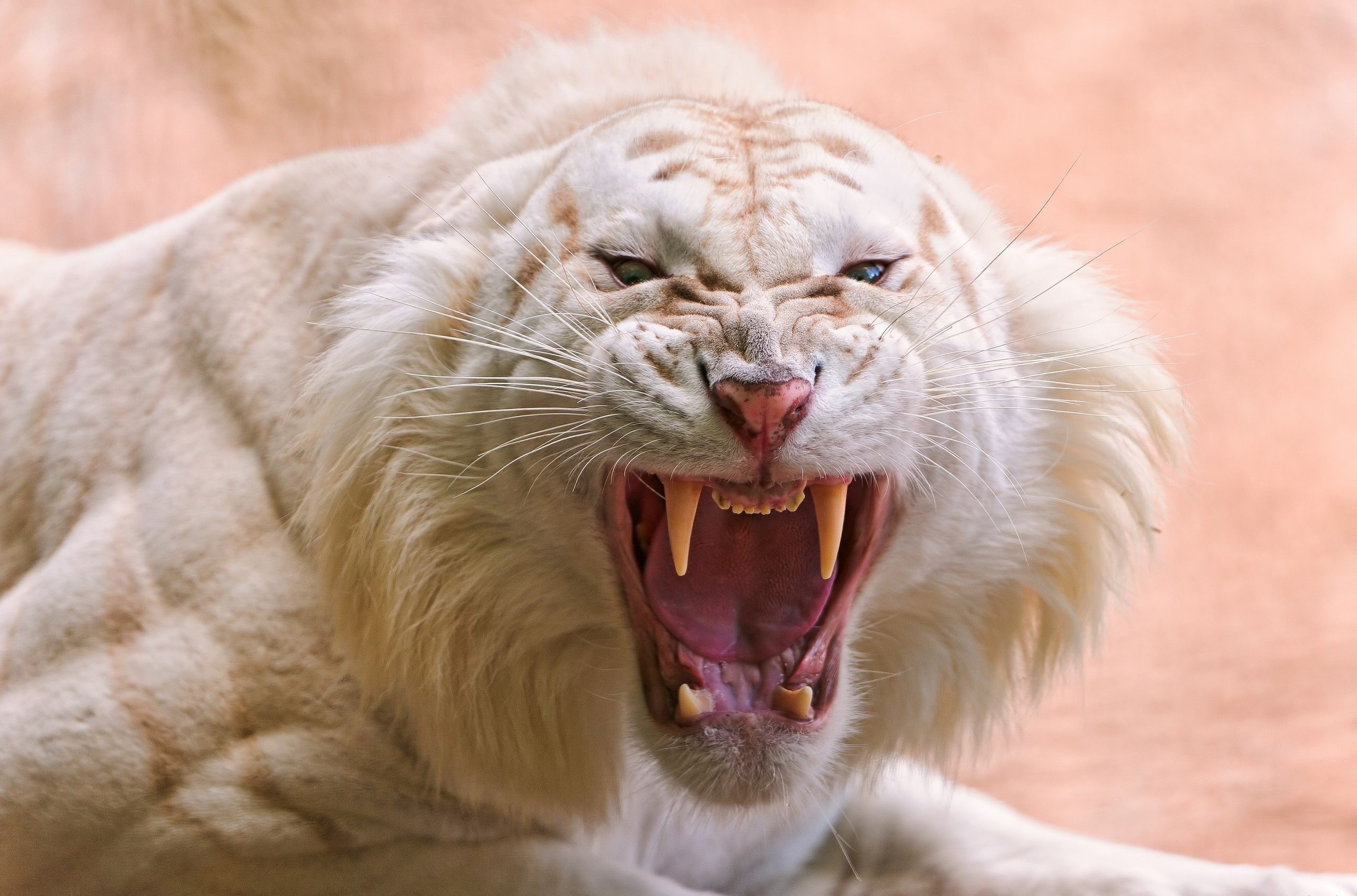 White Tiger Roaring with Mouth Open HD Wallpaper