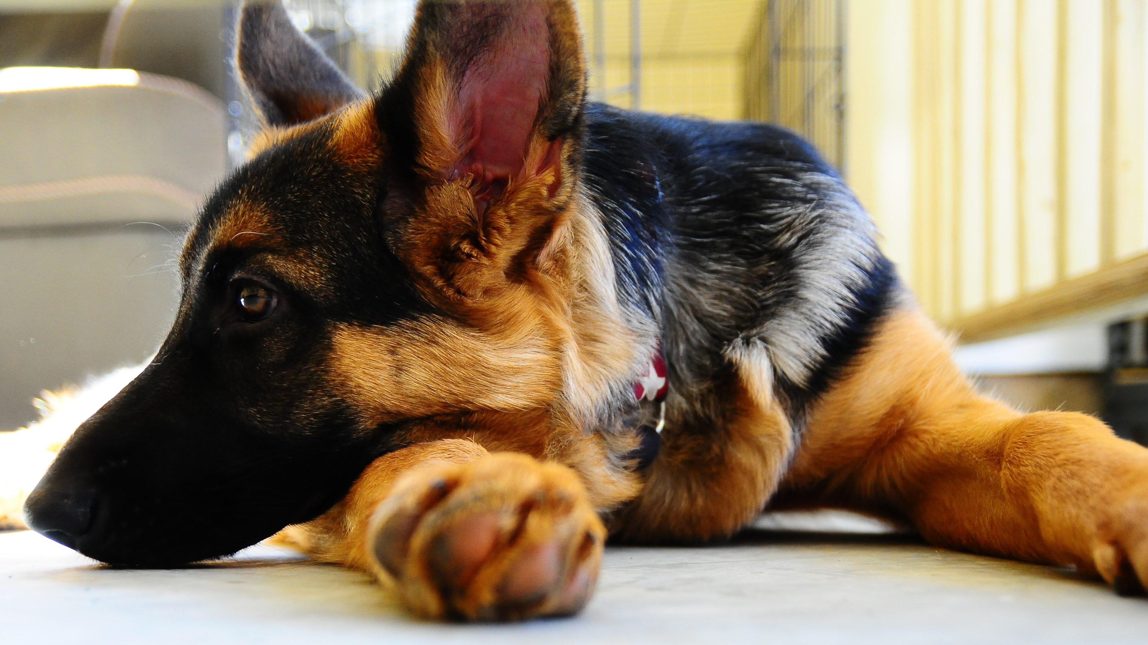 German Shepherd dog lying down HD Wallpaper