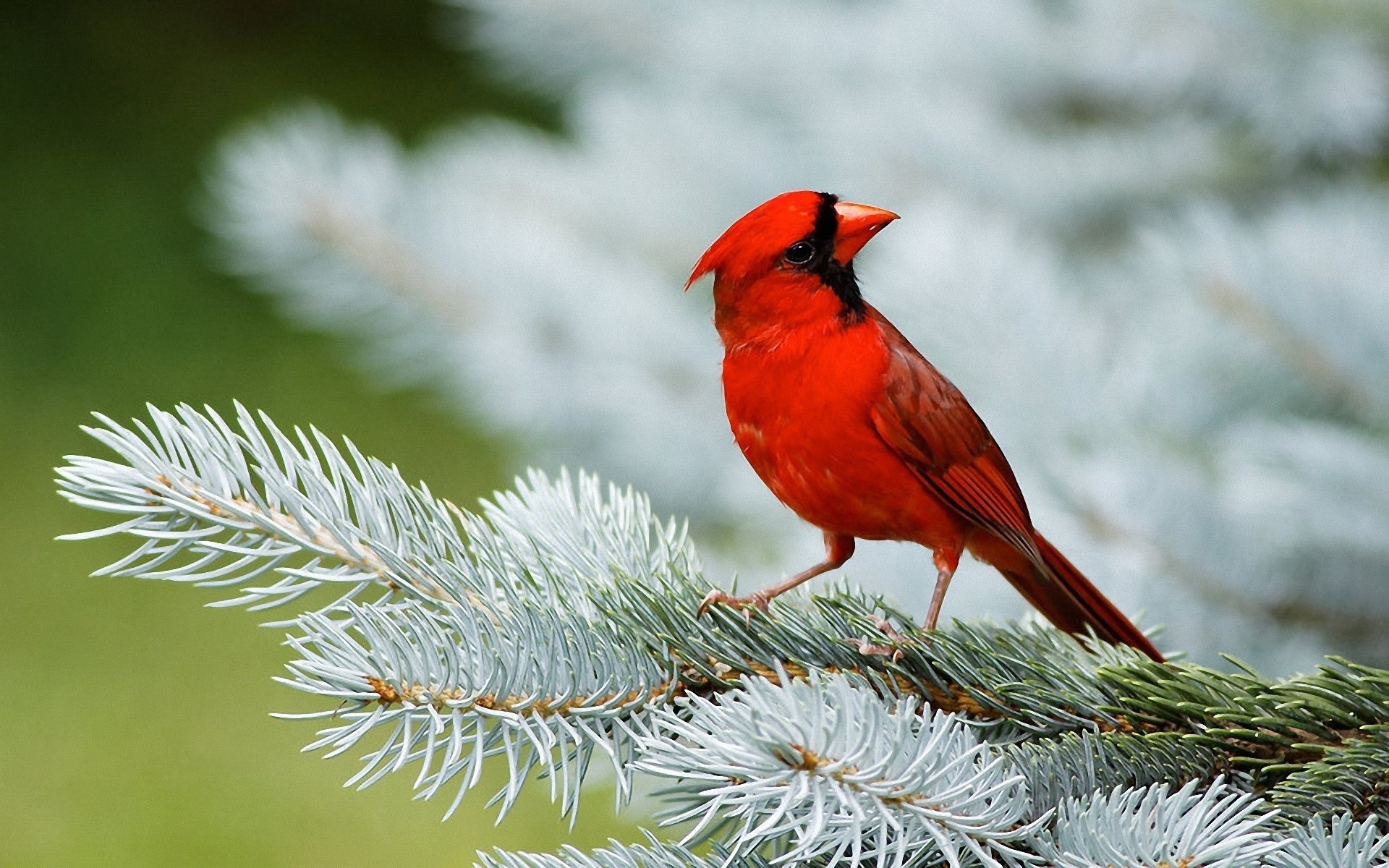 Red cardinal bird on a pine branch HD Wallpaper