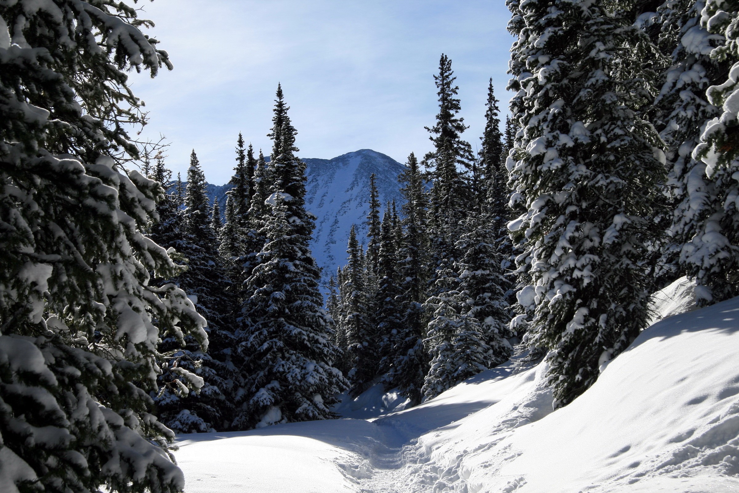 Snowy mountain path through a pine forest HD Wallpaper