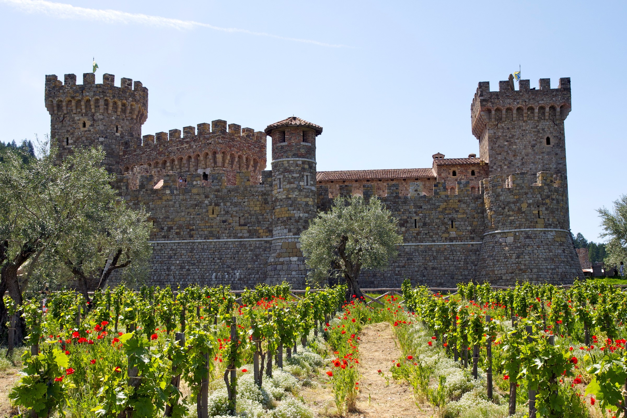 Castle surrounded by vineyards and olive trees HD Wallpaper