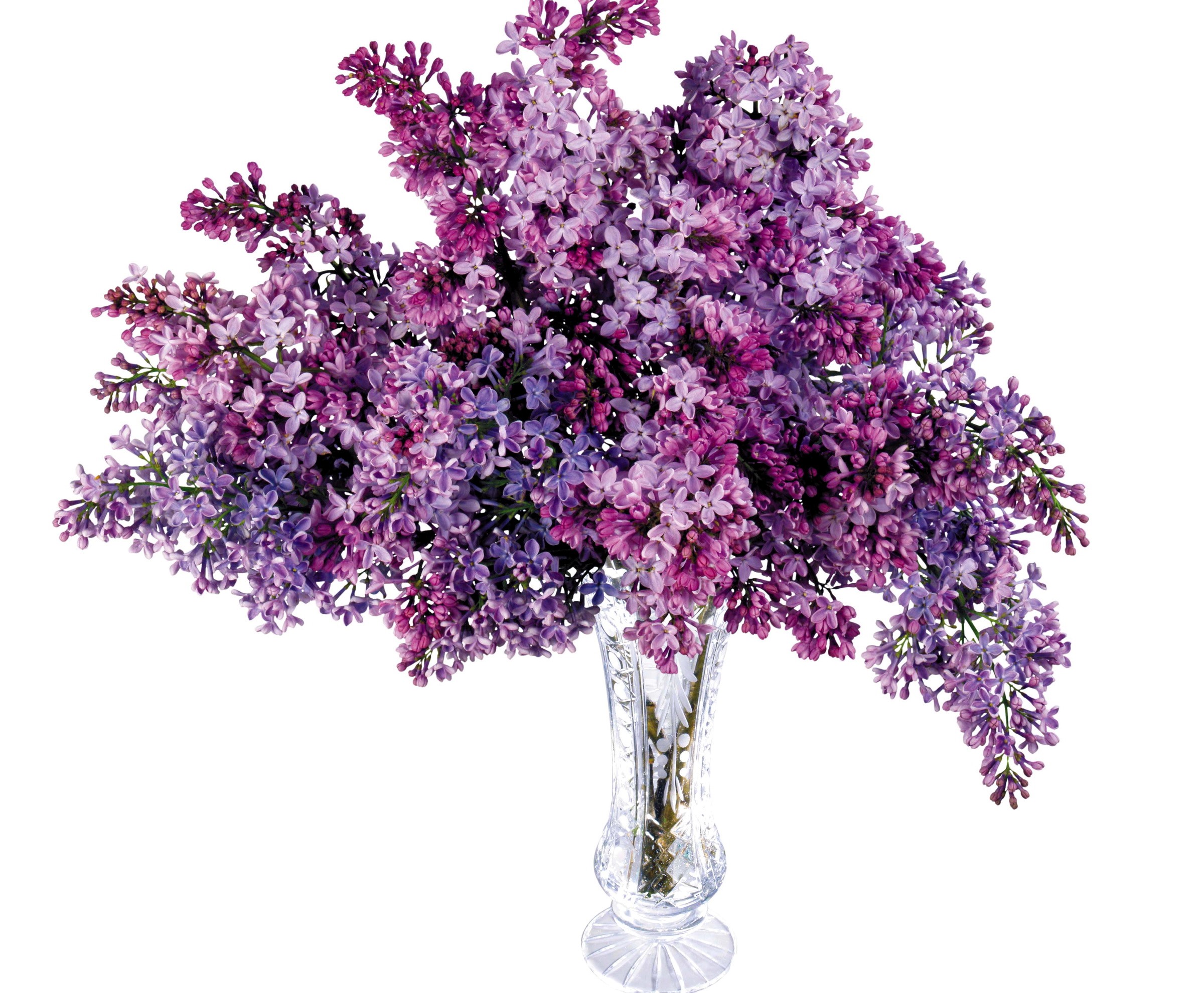 Purple and pink lilacs in a crystal vase HD Wallpaper