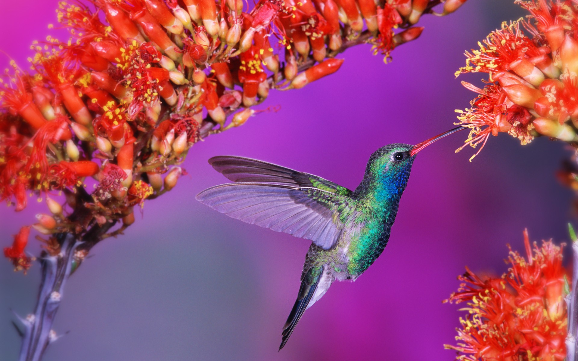 Hummingbird feeding on red flowers with purple background HD Wallpaper