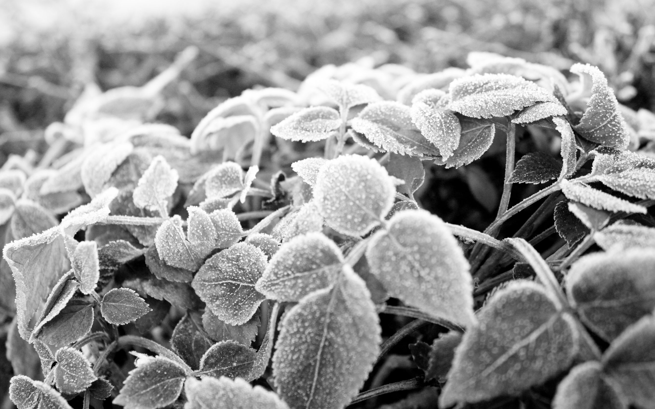 Frosty leaves on plants HD Wallpaper