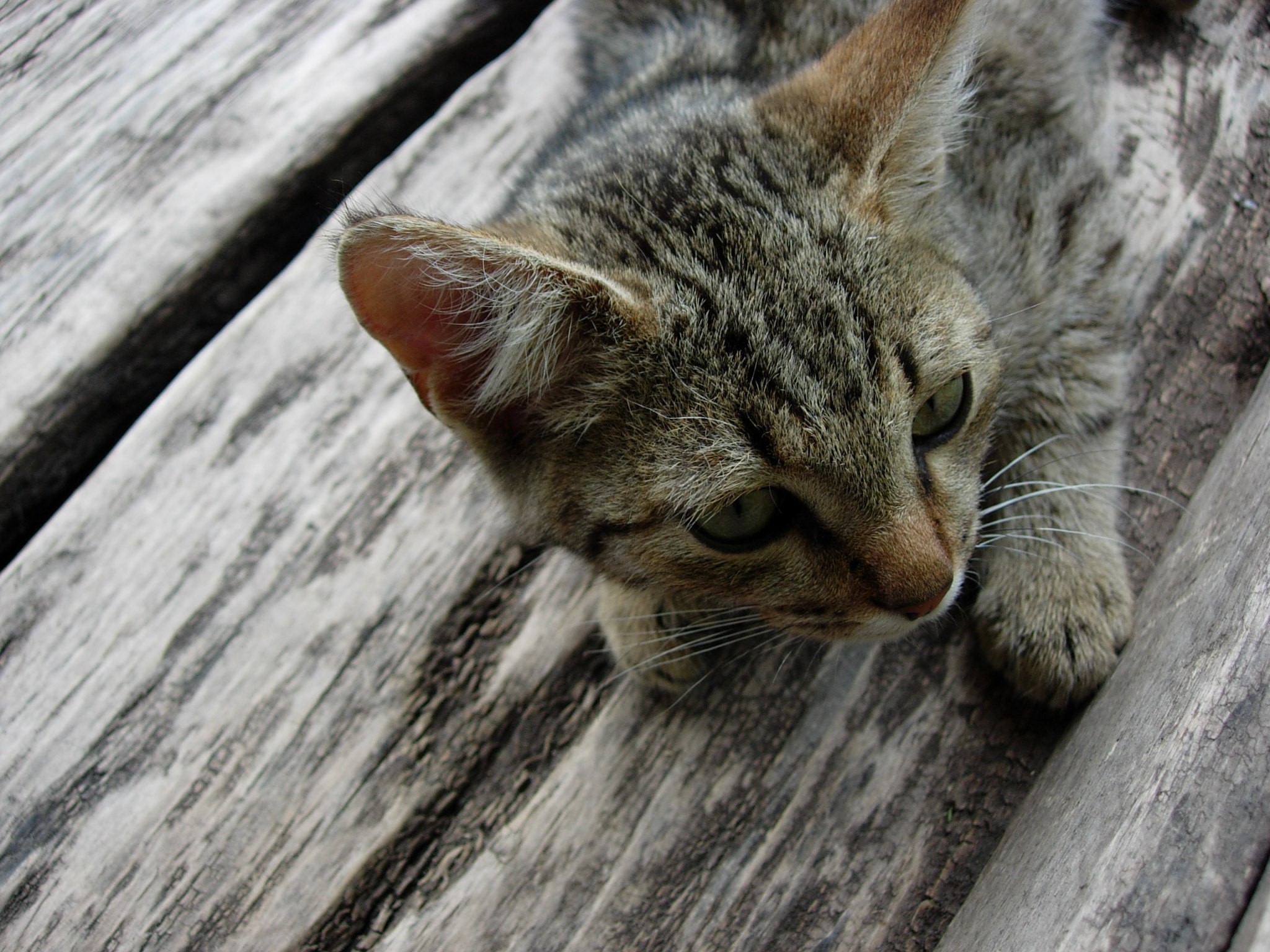 A tabby kitten on wooden planks HD Wallpaper
