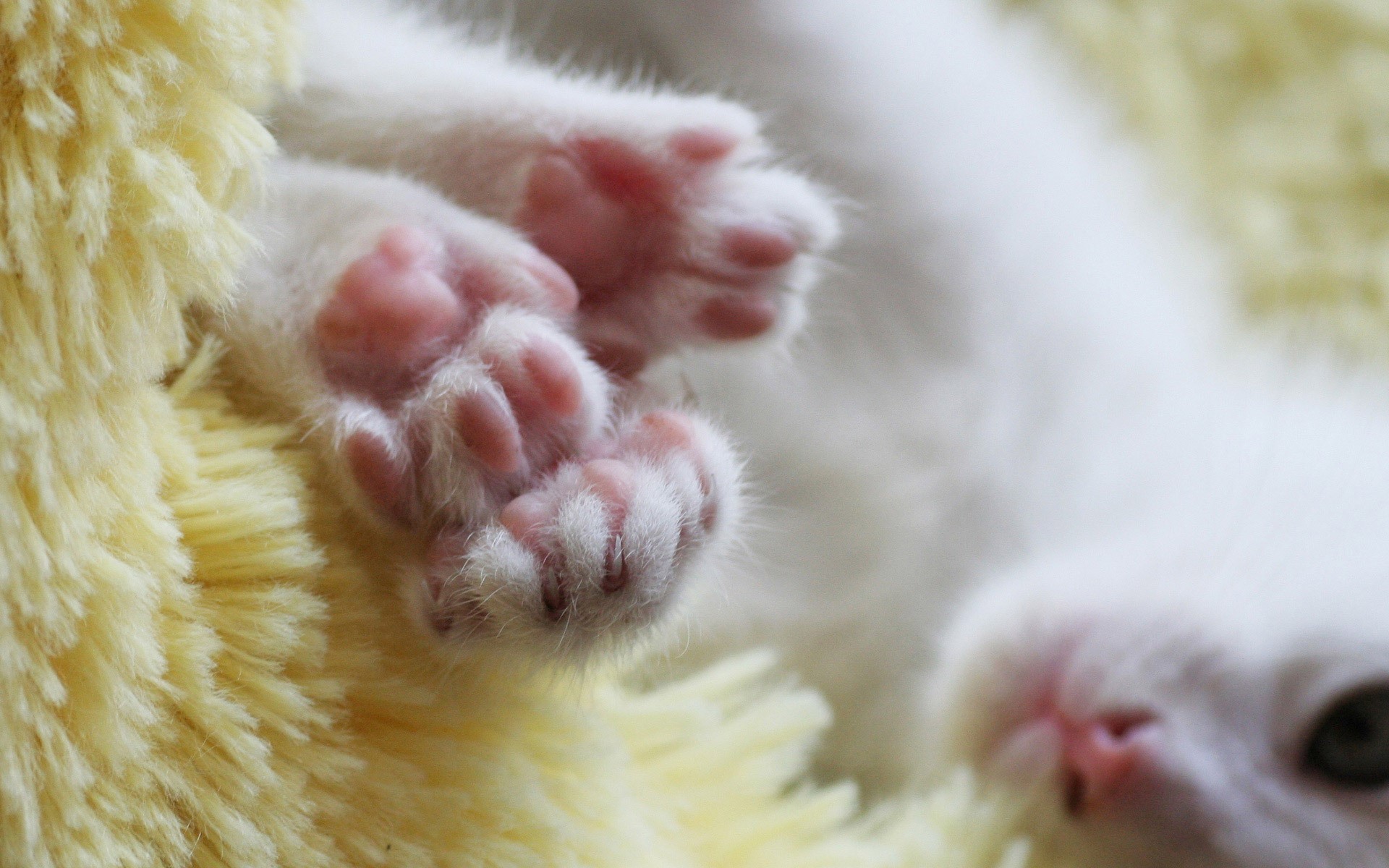 Cats Kittens HD Wallpaper