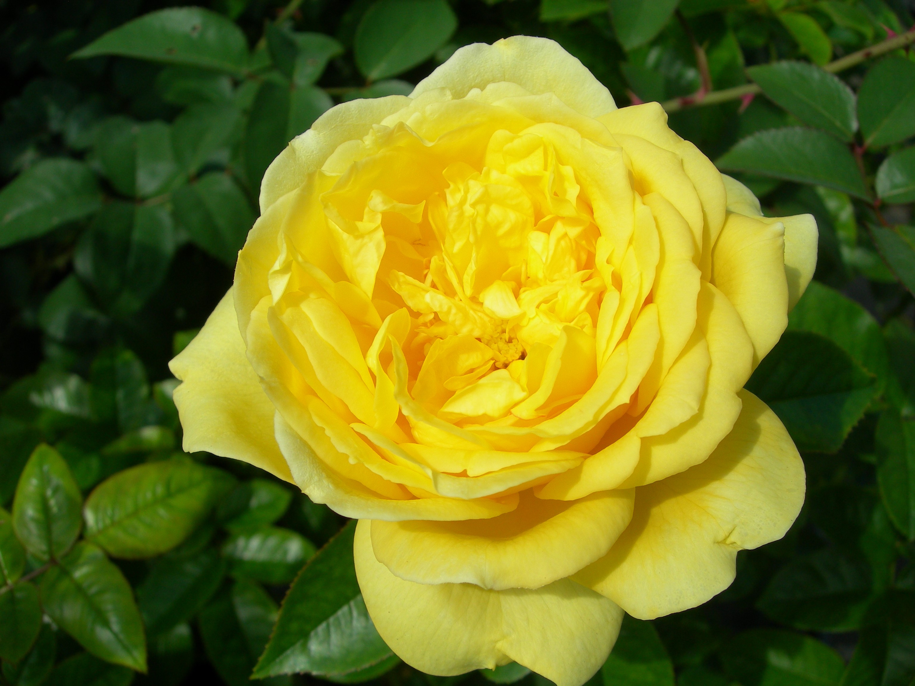 Yellow rose in bloom with green leaves HD Wallpaper