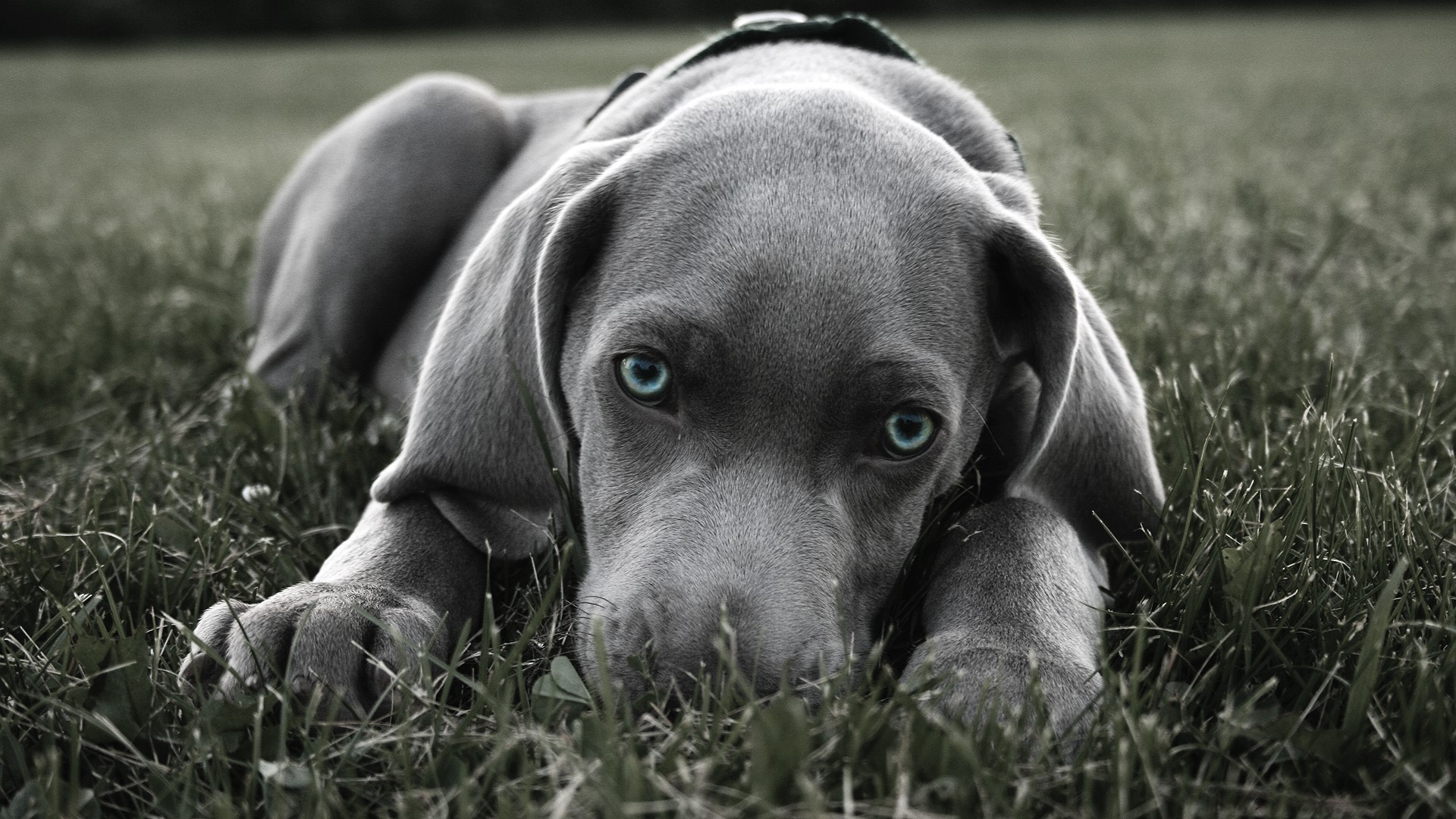 Weimaraner puppy lying in grass HD Wallpaper