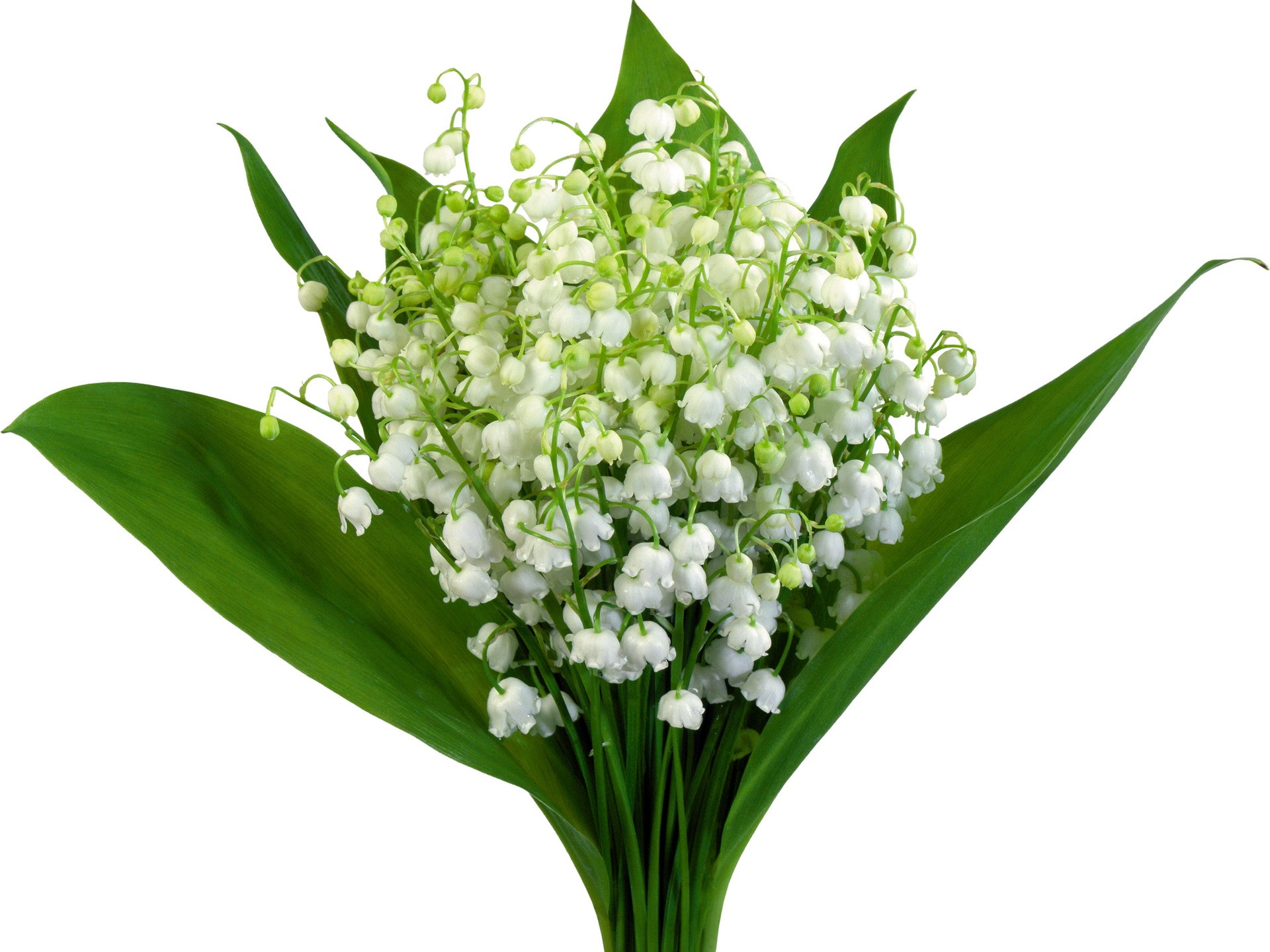Bouquet of Lily of the Valley flowers HD Wallpaper