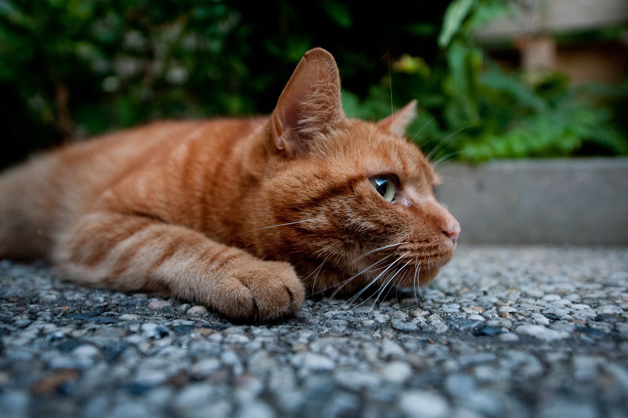 Cats HD Wallpaper