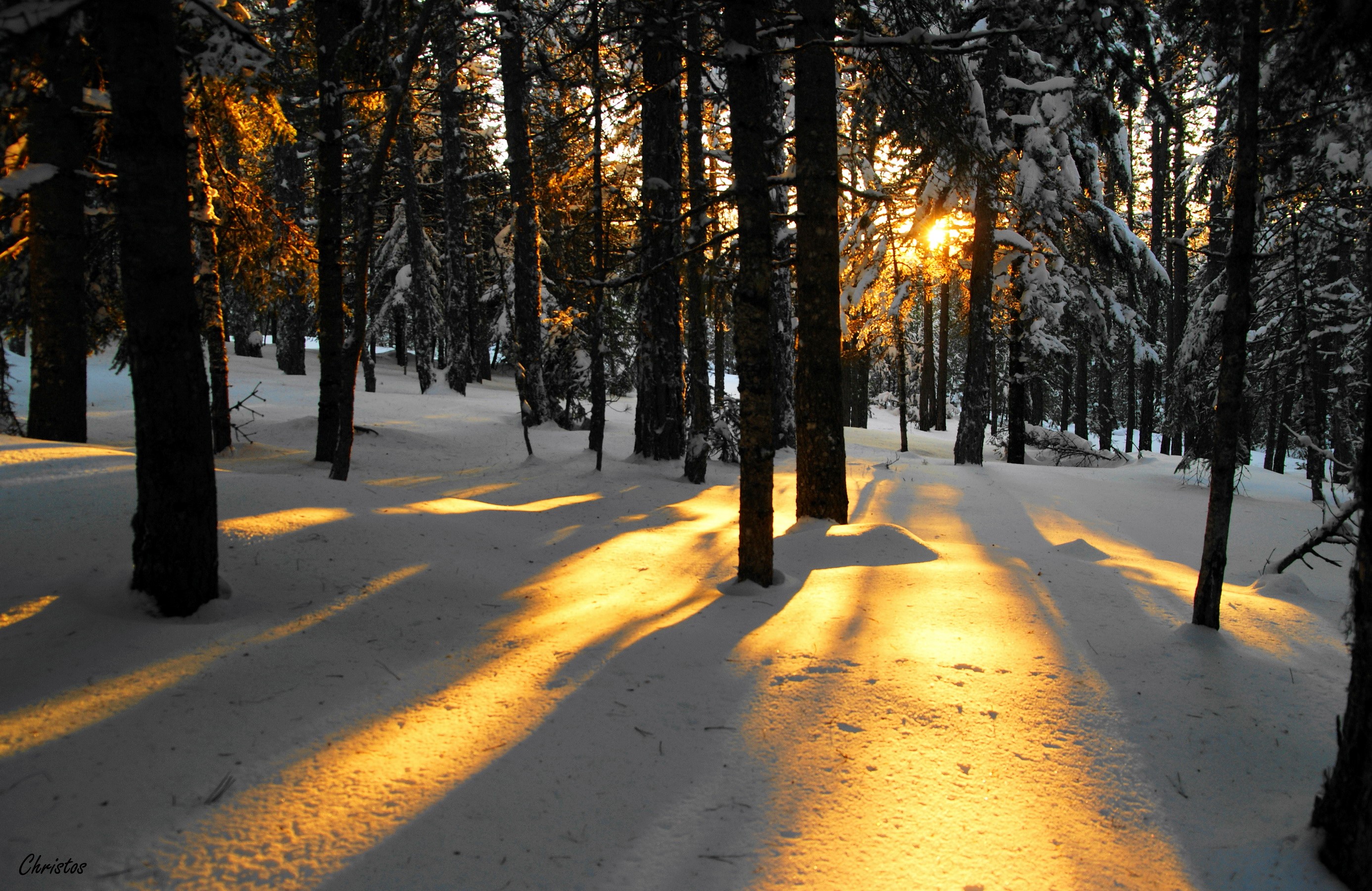 Sunlight filtering through a snowy forest HD Wallpaper