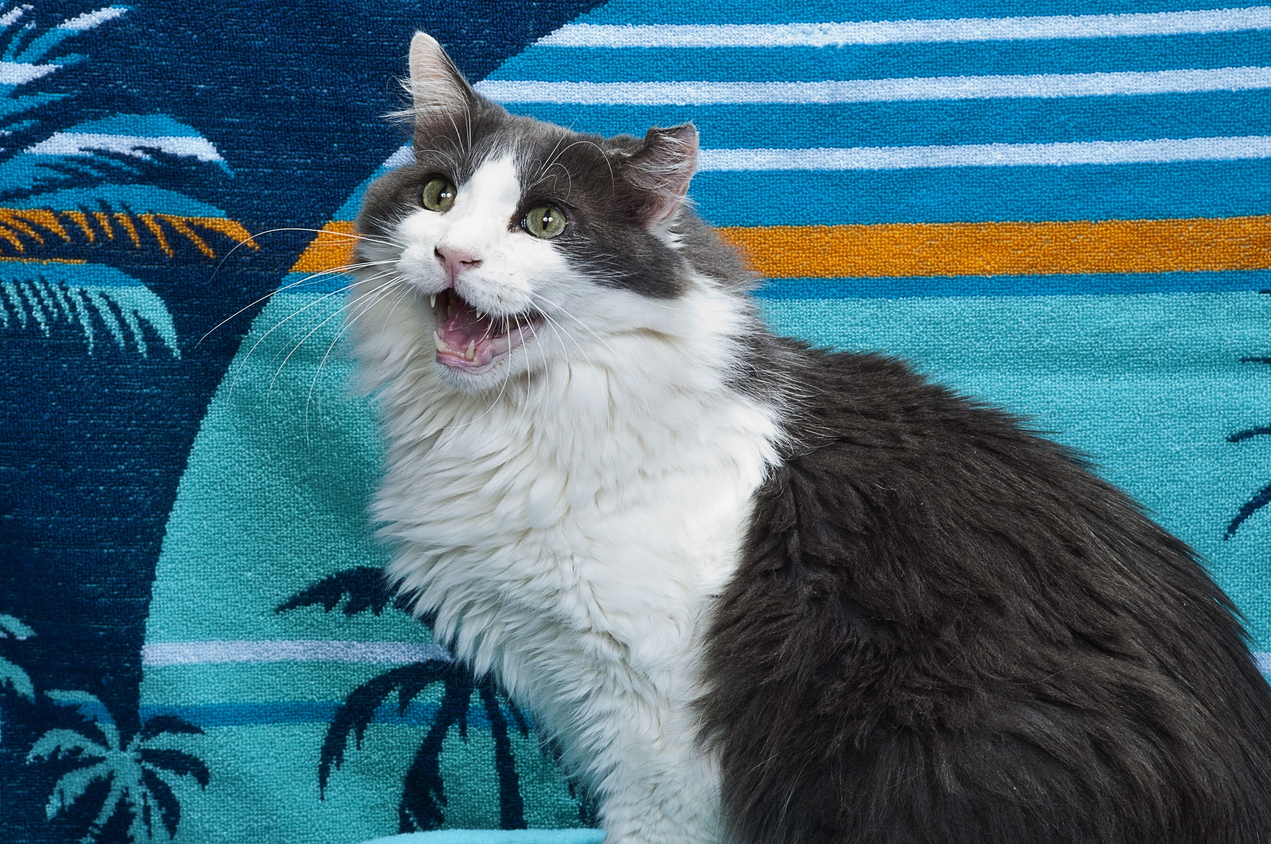 Cat on a beach towel HD Wallpaper
