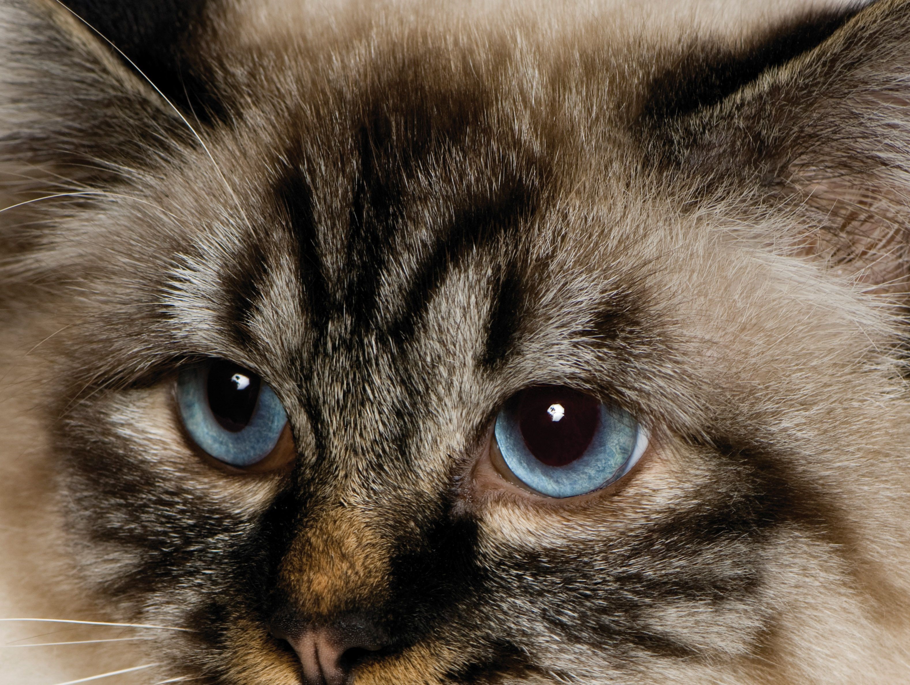 Close-up of a Birman cat's face with blue eyes HD Wallpaper