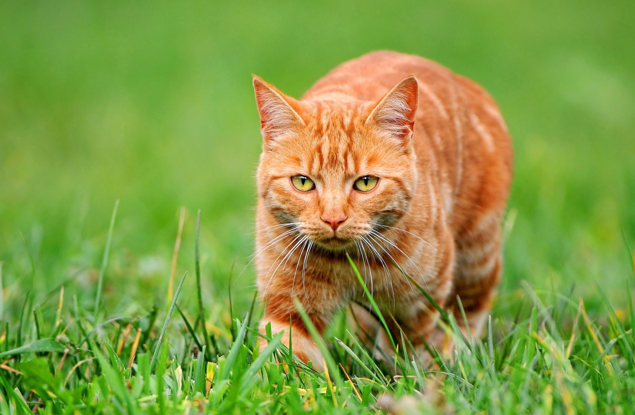 Orange tabby cat walking in grass HD Wallpaper