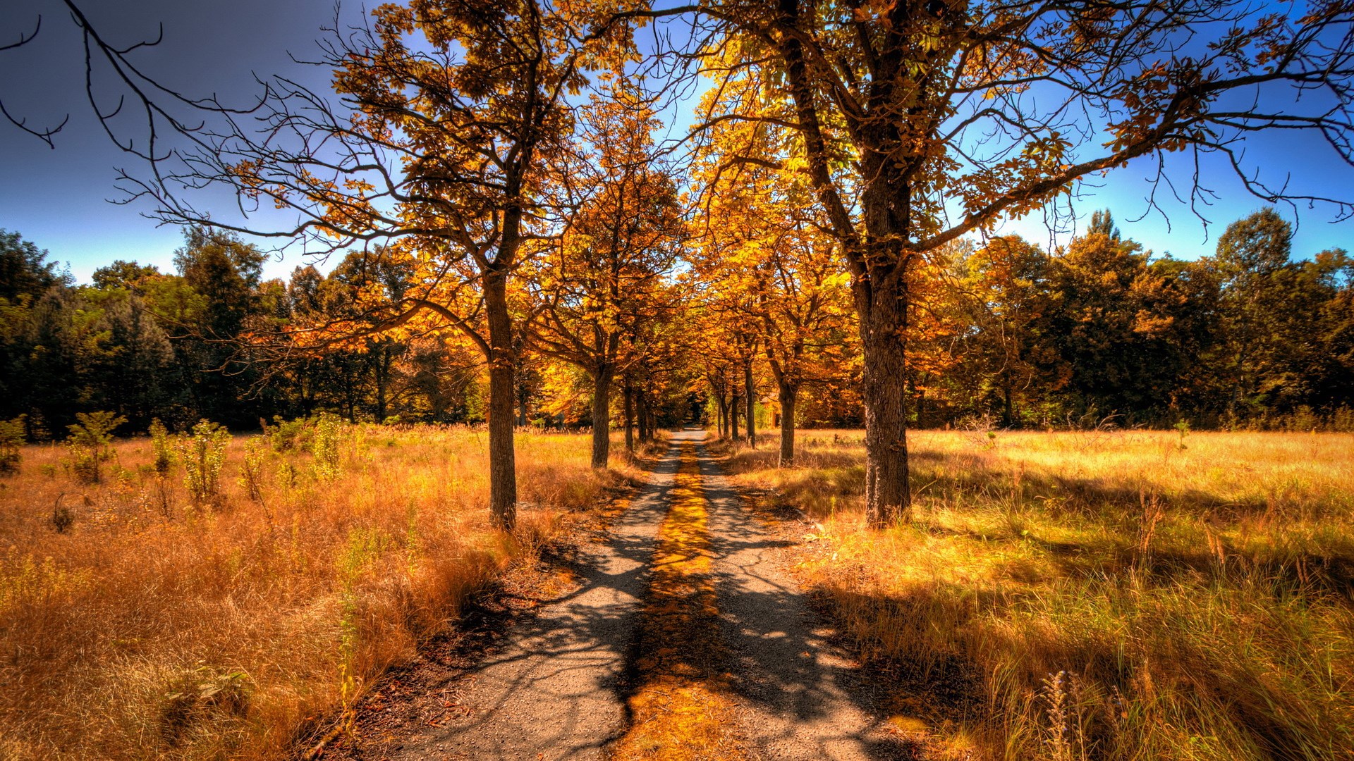 Autumn road lined with trees in fall colors HD Wallpaper