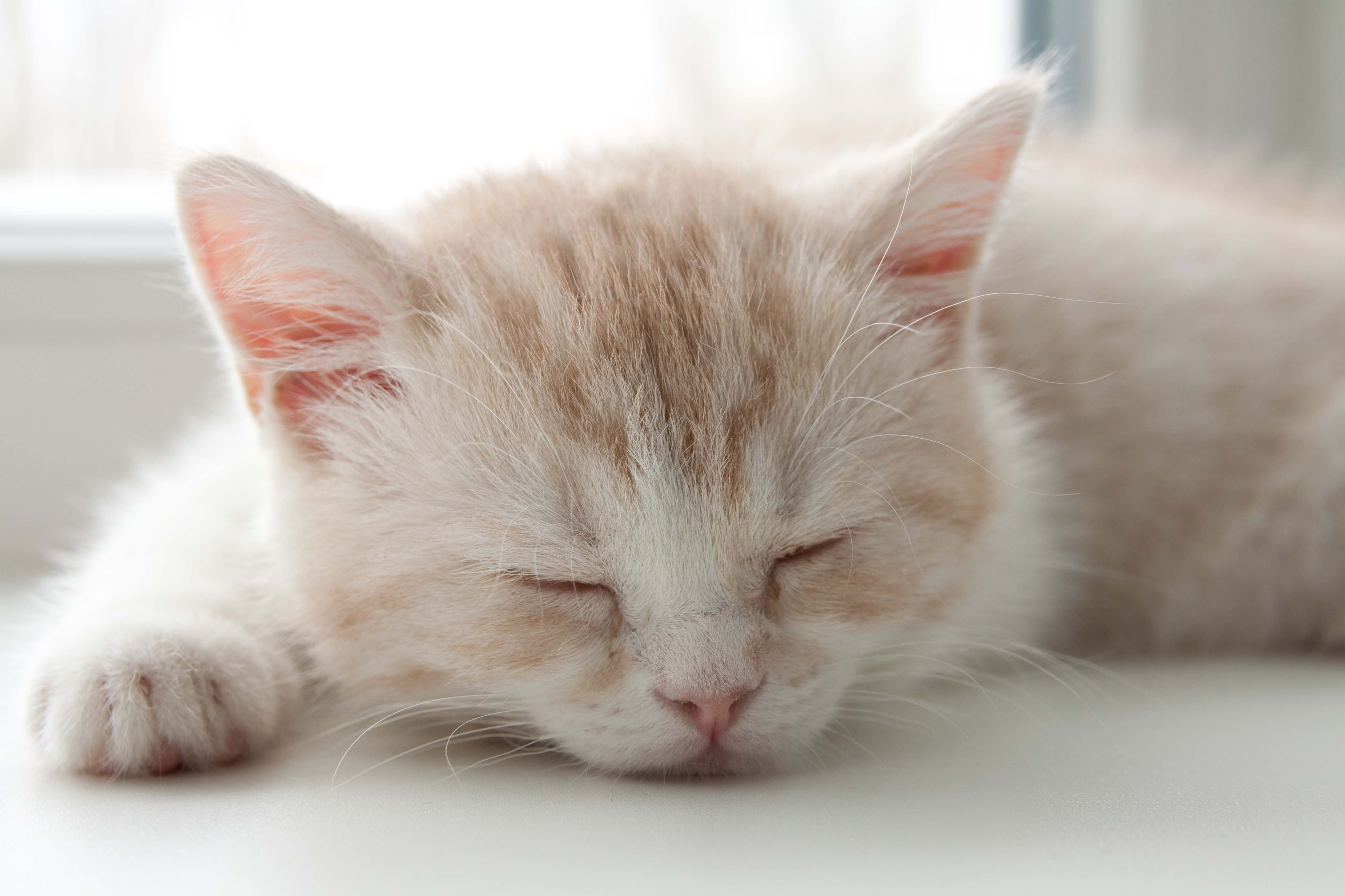 4K Cats and Kittens HD Wallpaper