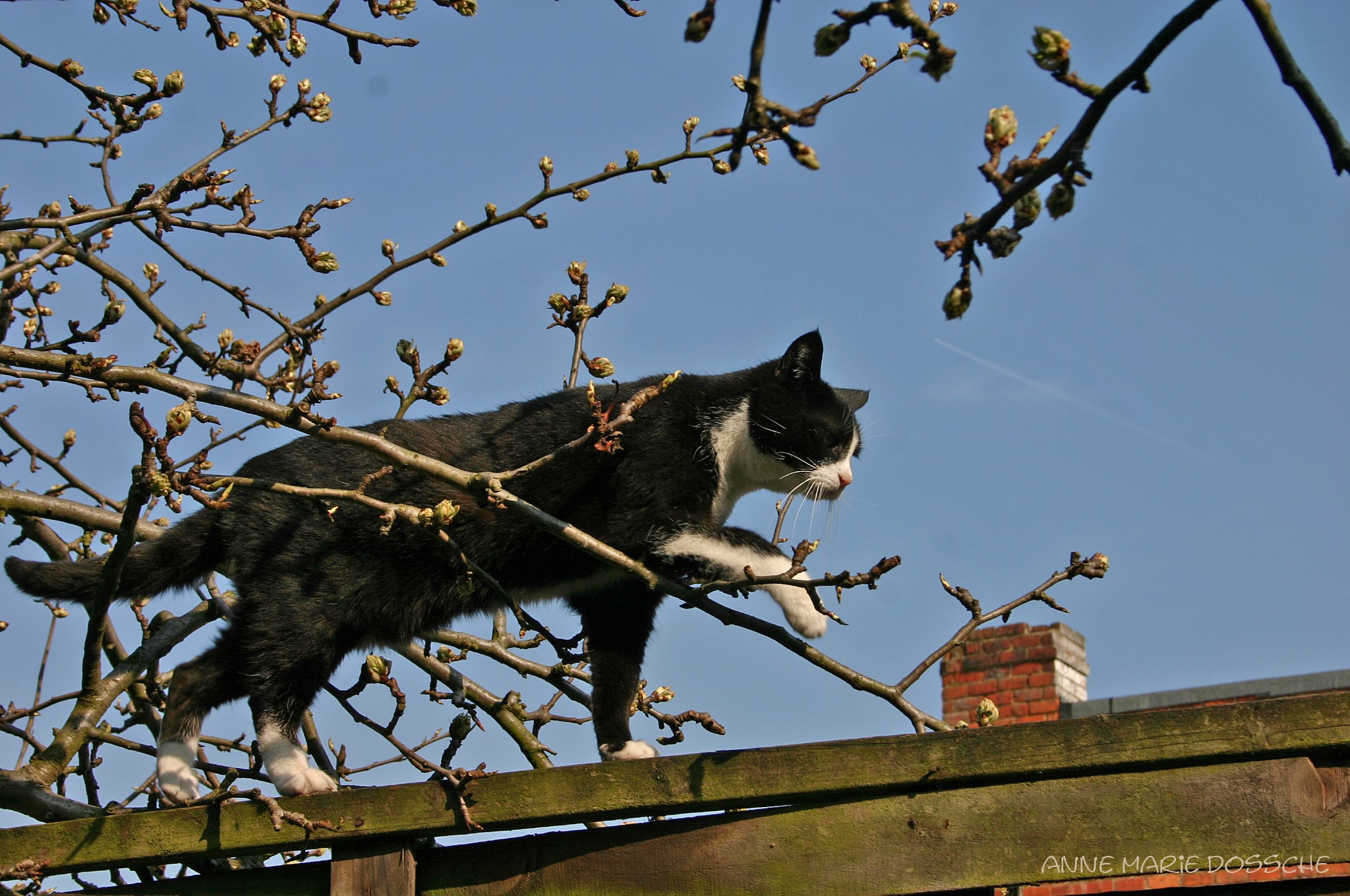 Black and white cat climbing on a fence HD Wallpaper