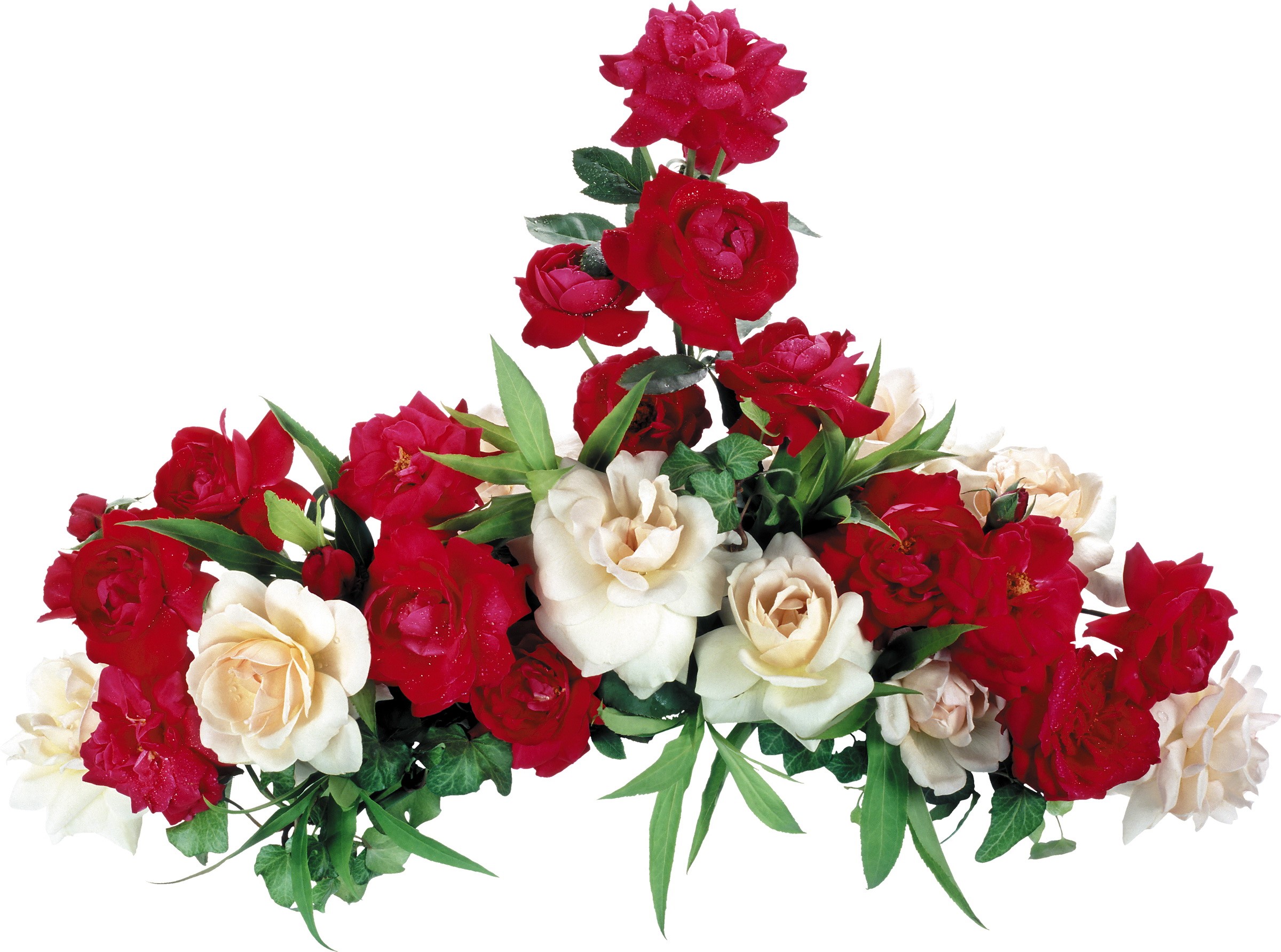 Bouquet of red and white roses HD Wallpaper