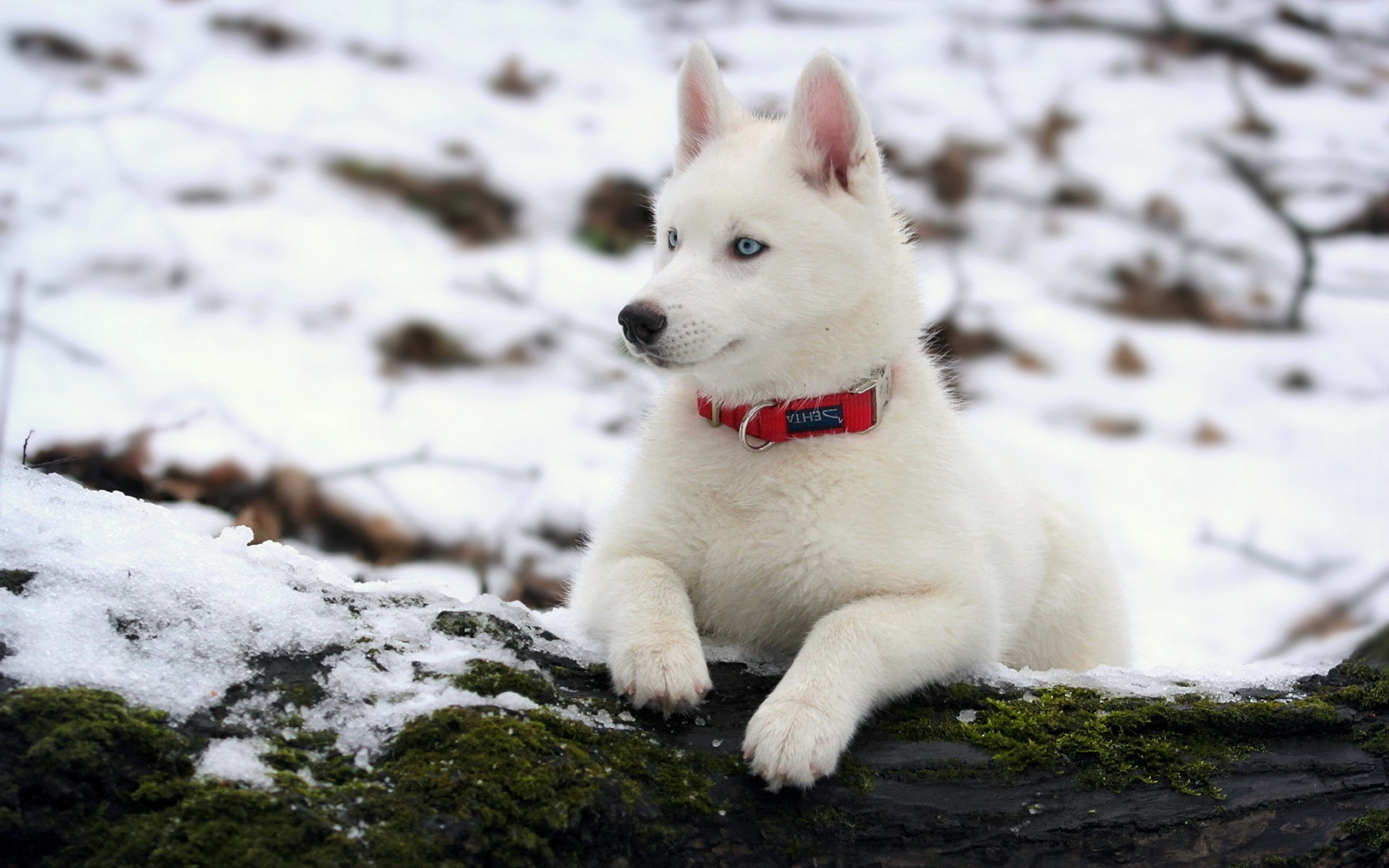 White husky puppy with blue eyes in the snow HD Wallpaper