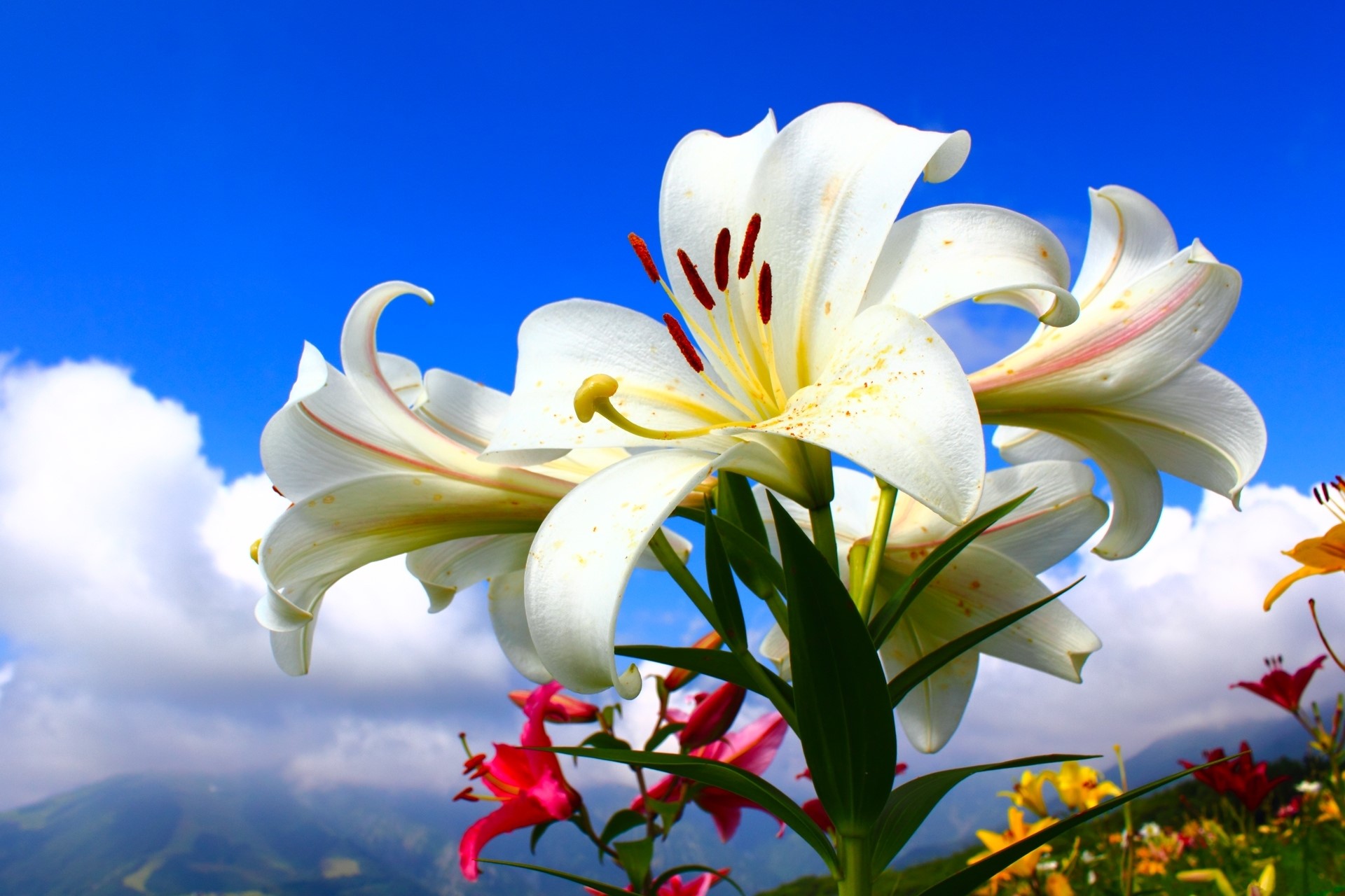 White lilies against a blue sky with clouds HD Wallpaper