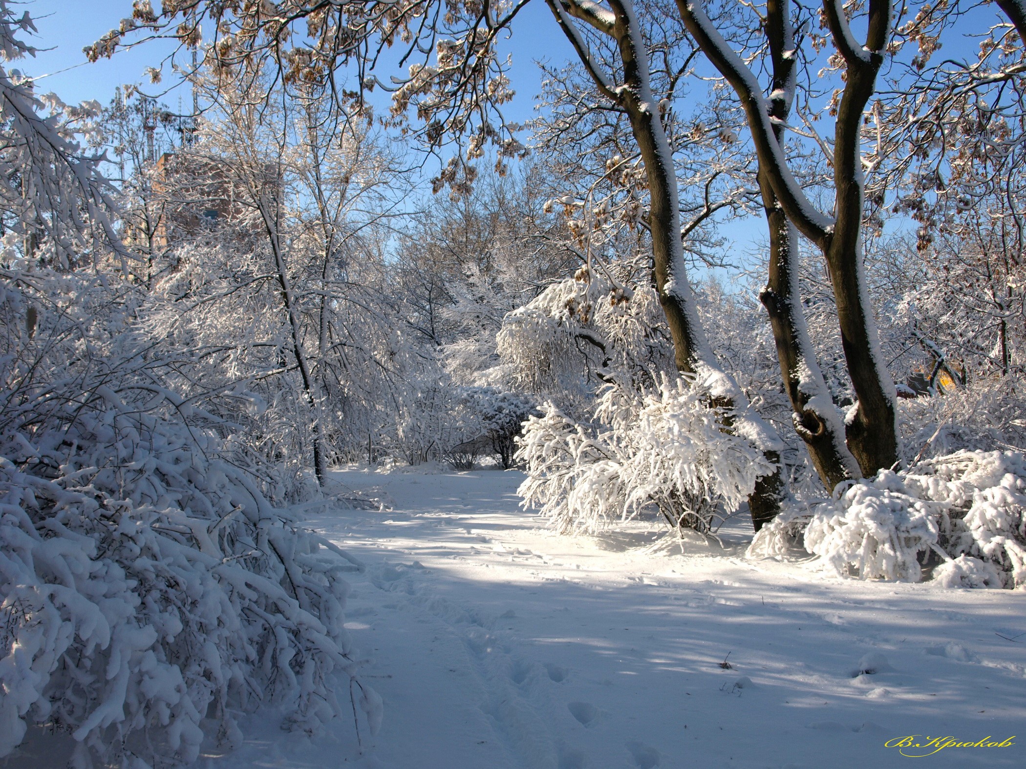 Snowy park path with trees and footprints HD Wallpaper