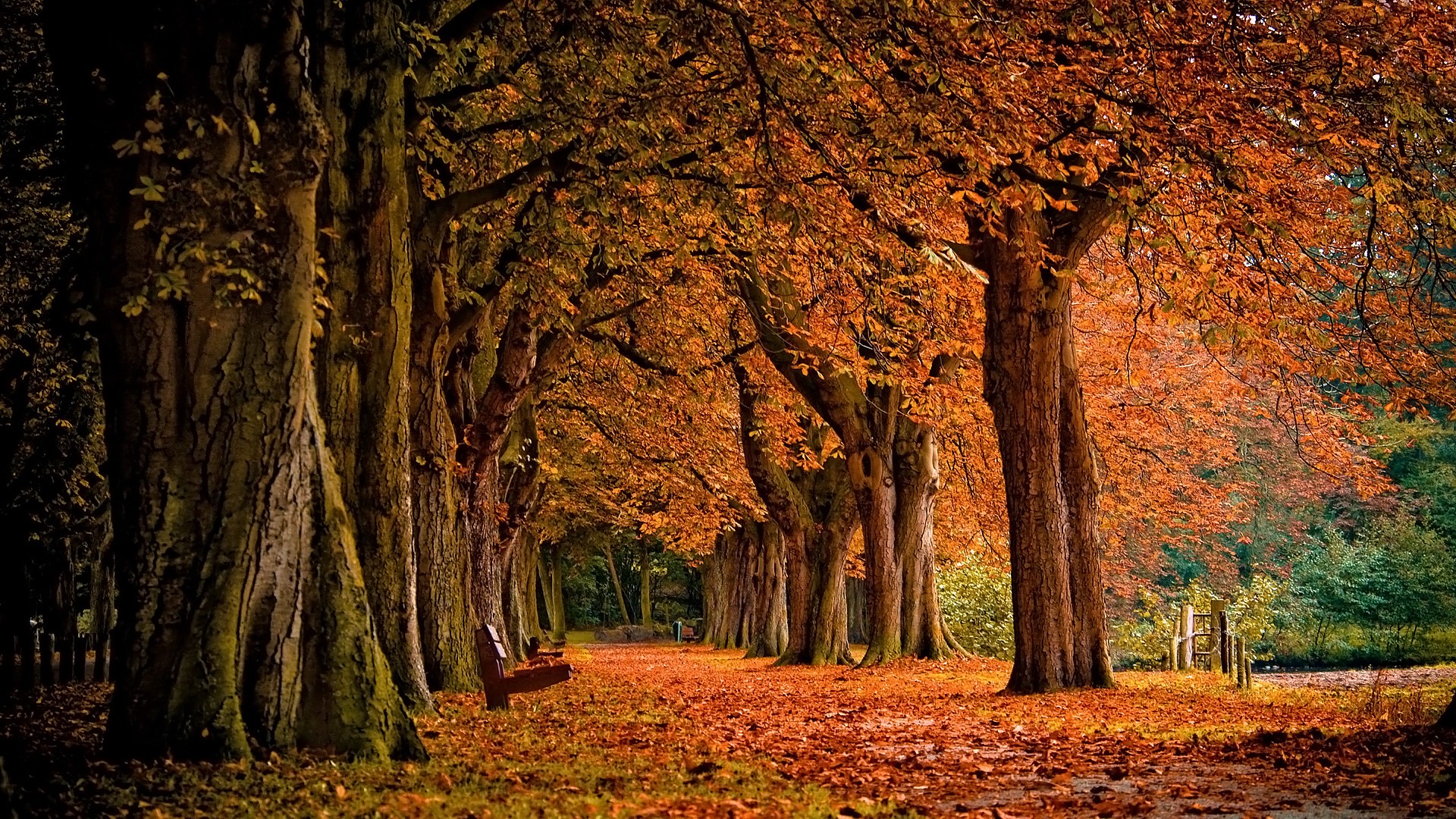 Autumnal tree-lined path with fallen leaves and benches HD Wallpaper