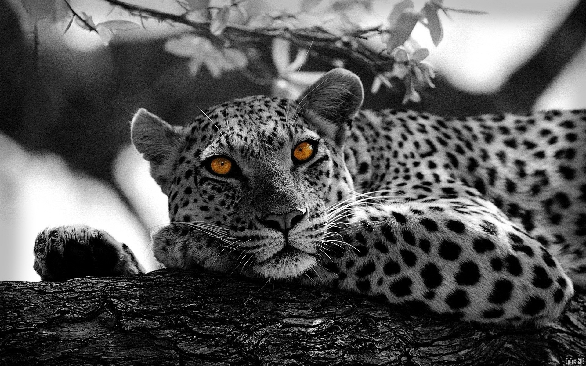 Leopard resting on a tree branch HD Wallpaper