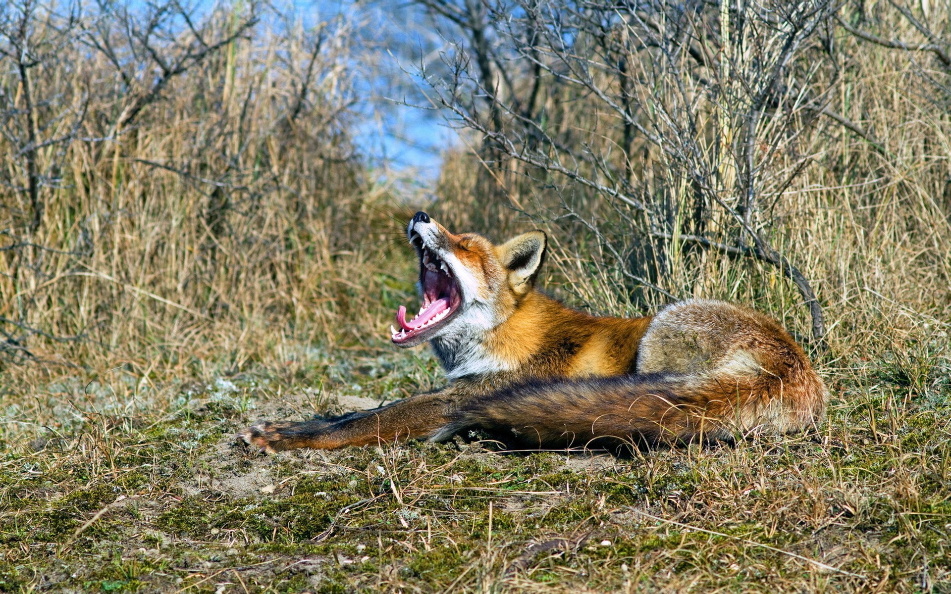 Fox yawning in a grassy field HD Wallpaper