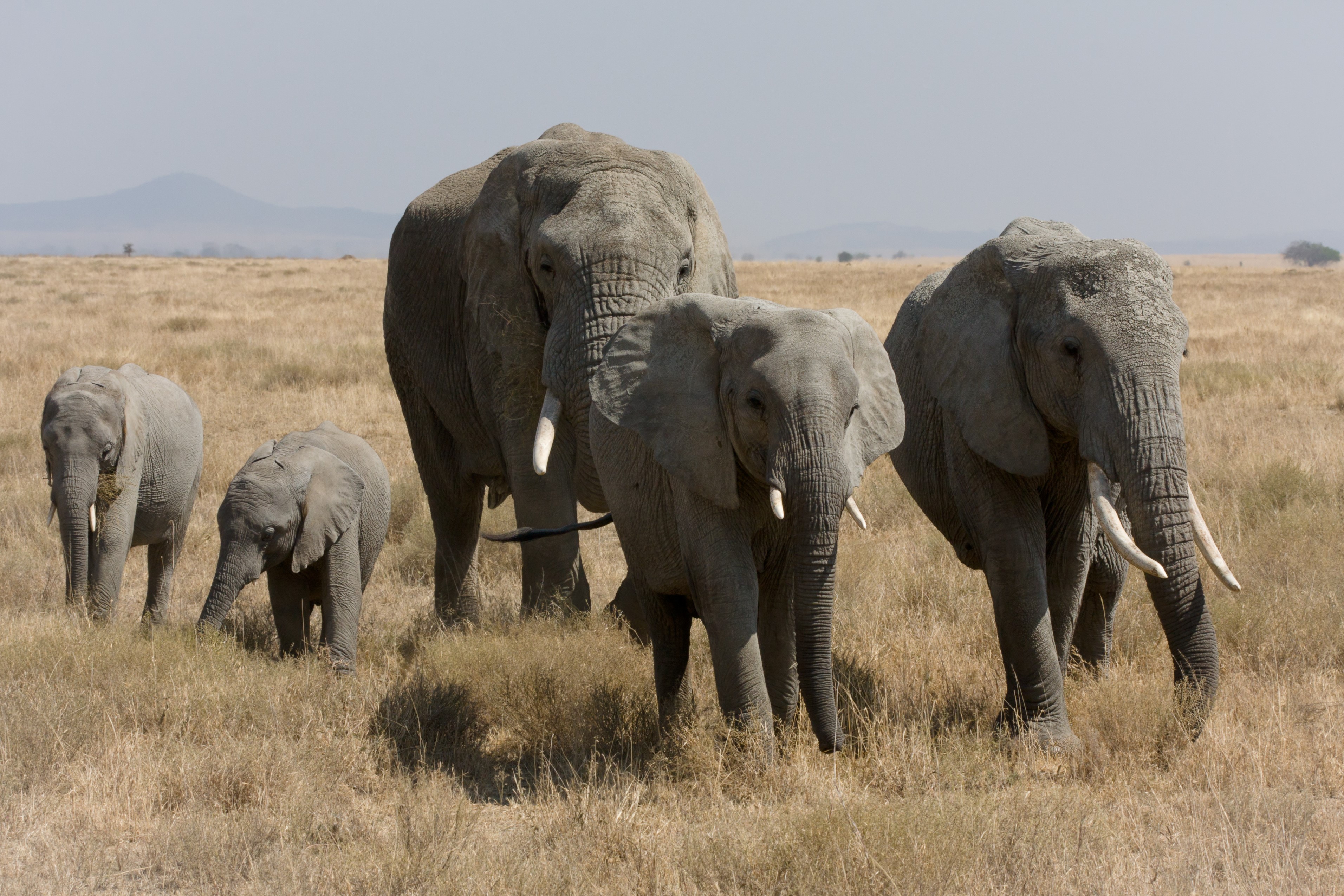 A herd of elephants in a dry grassland HD Wallpaper