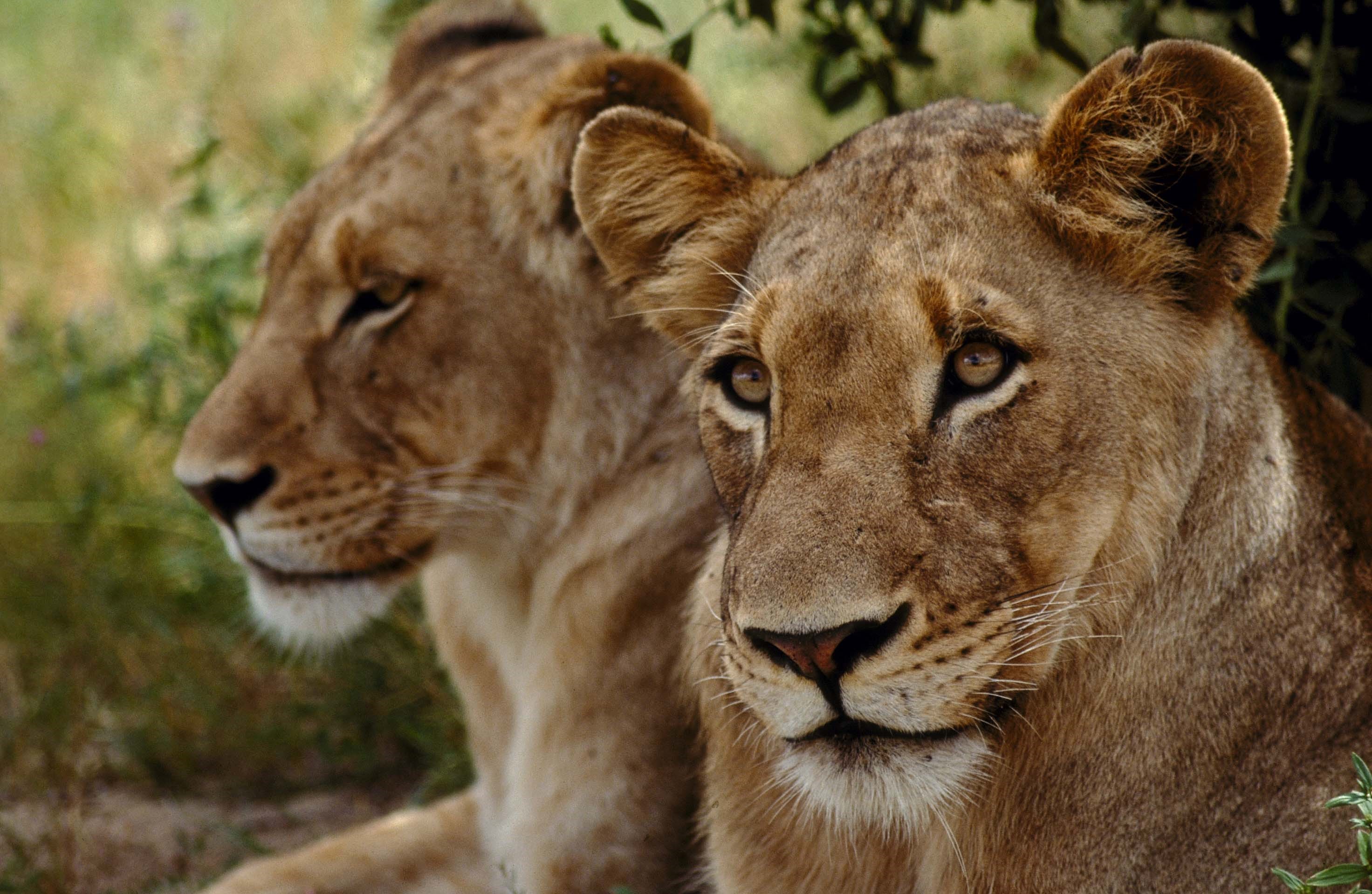 Two lions resting in a natural environment HD Wallpaper