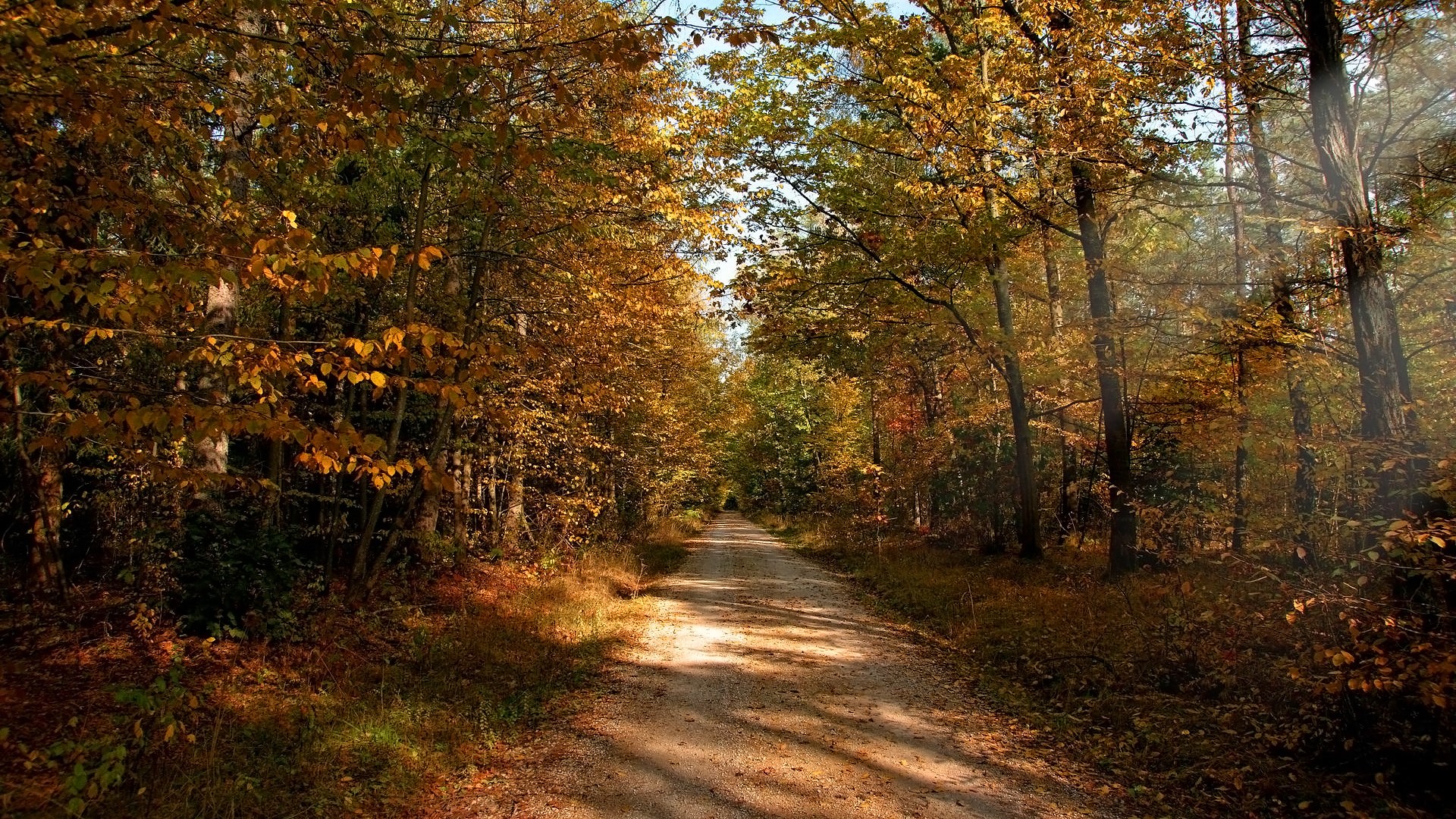 Dirt road through an autumn forest with sunbeams HD Wallpaper