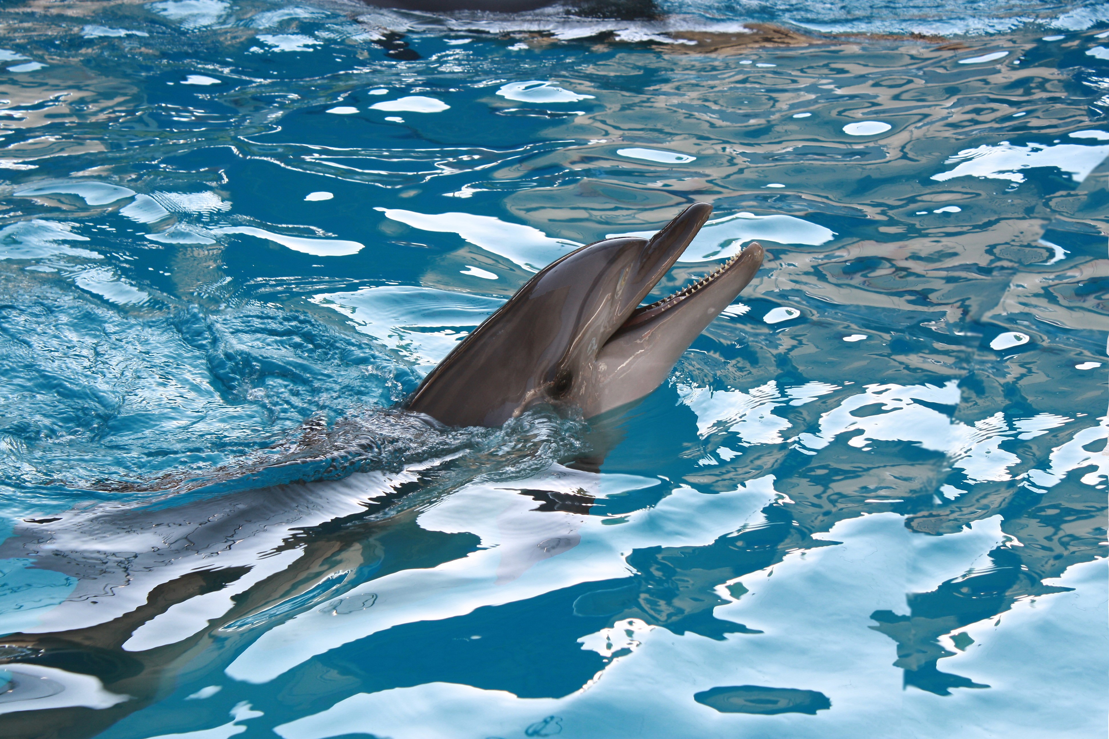 4K Dolphins Swimming in Blue Water HD Wallpaper