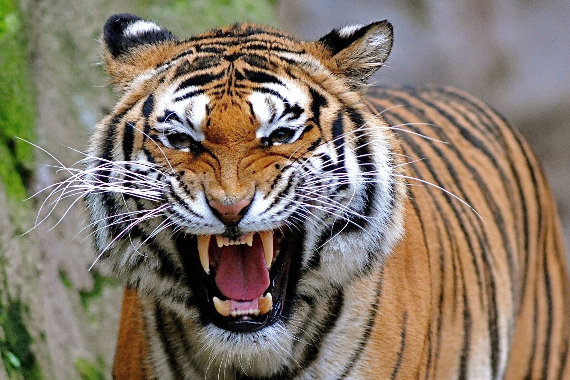 Tiger roaring with mouth open HD Wallpaper