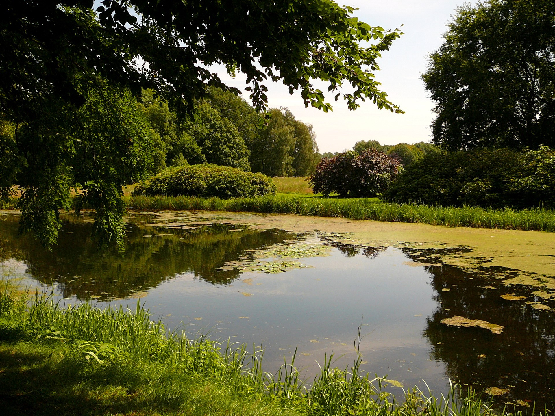 Lake in a park with trees and reflections HD Wallpaper