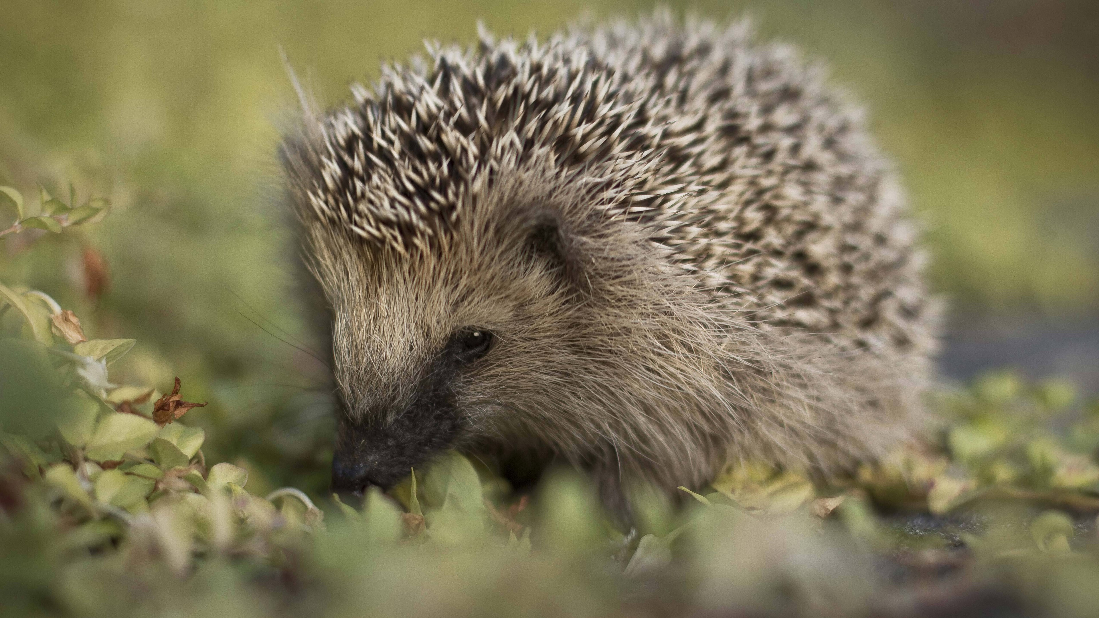 Hedgehog foraging in green foliage HD Wallpaper