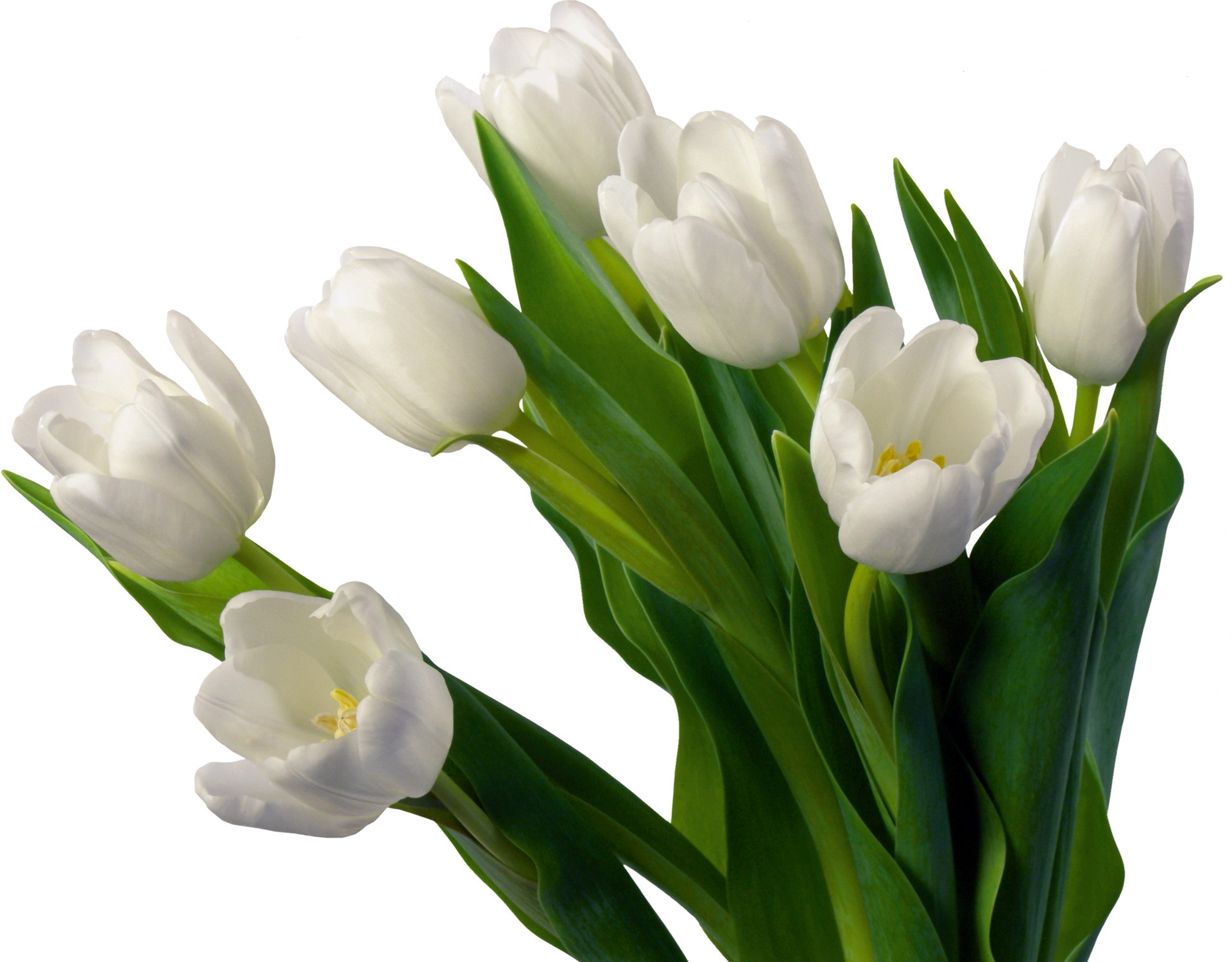 White tulips with green leaves HD Wallpaper