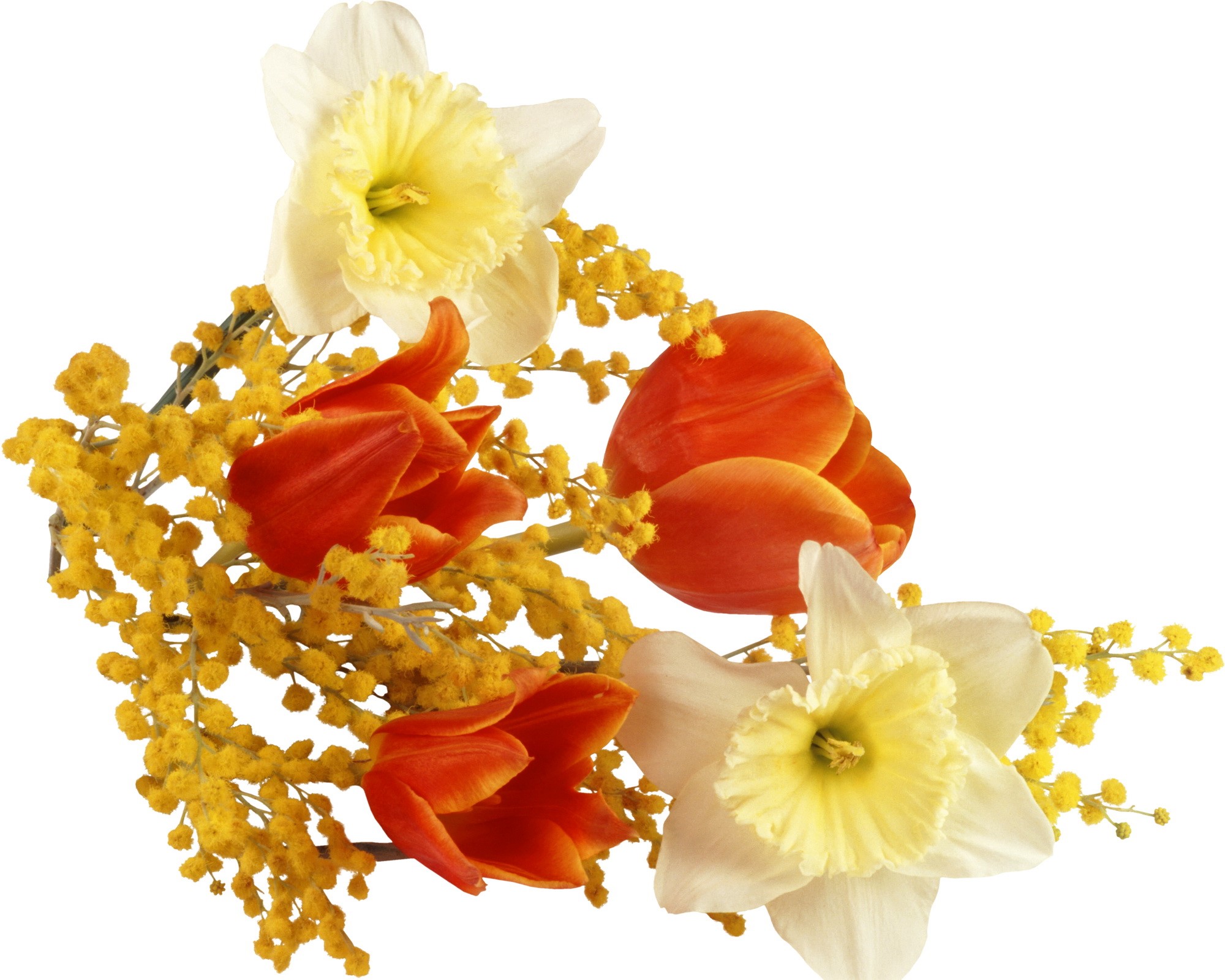 Bouquet of tulips, daffodils, and mimosa flowers HD Wallpaper