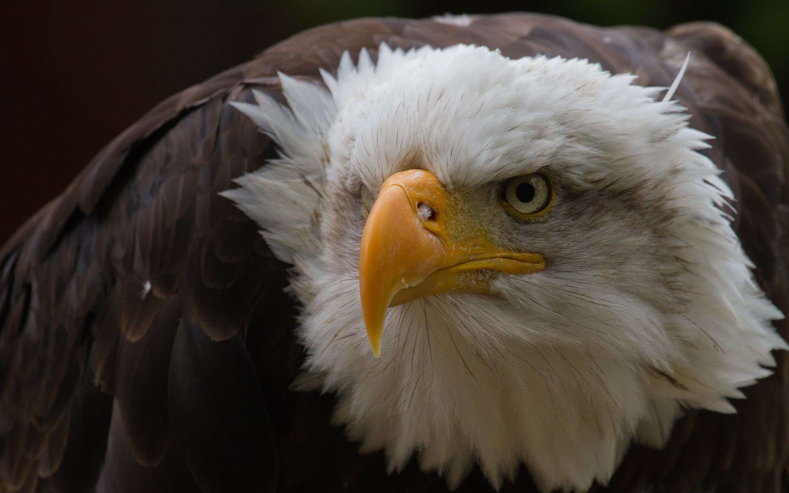 Bald Eagle close-up portrait HD Wallpaper