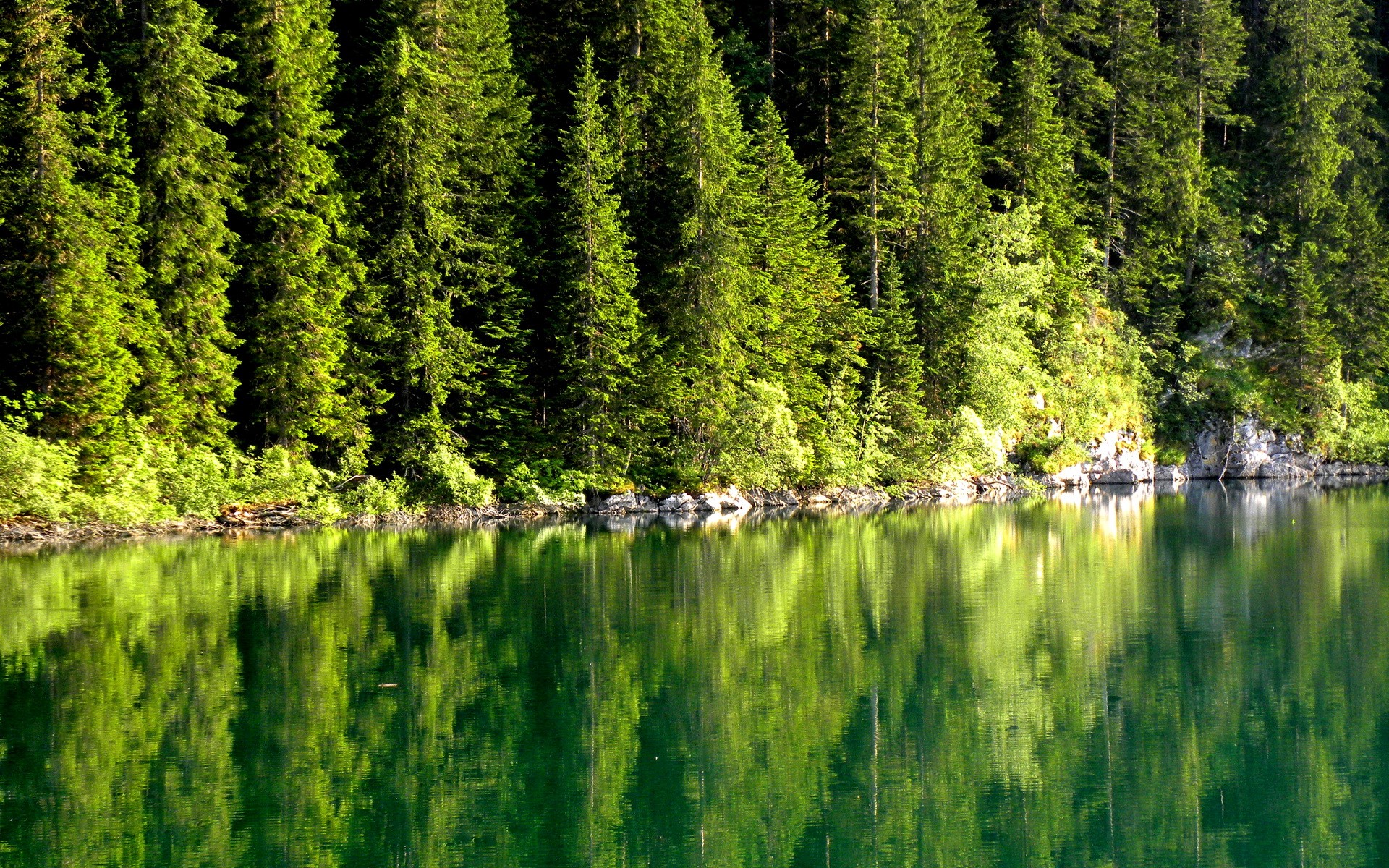 Forest reflected in a calm lake HD Wallpaper