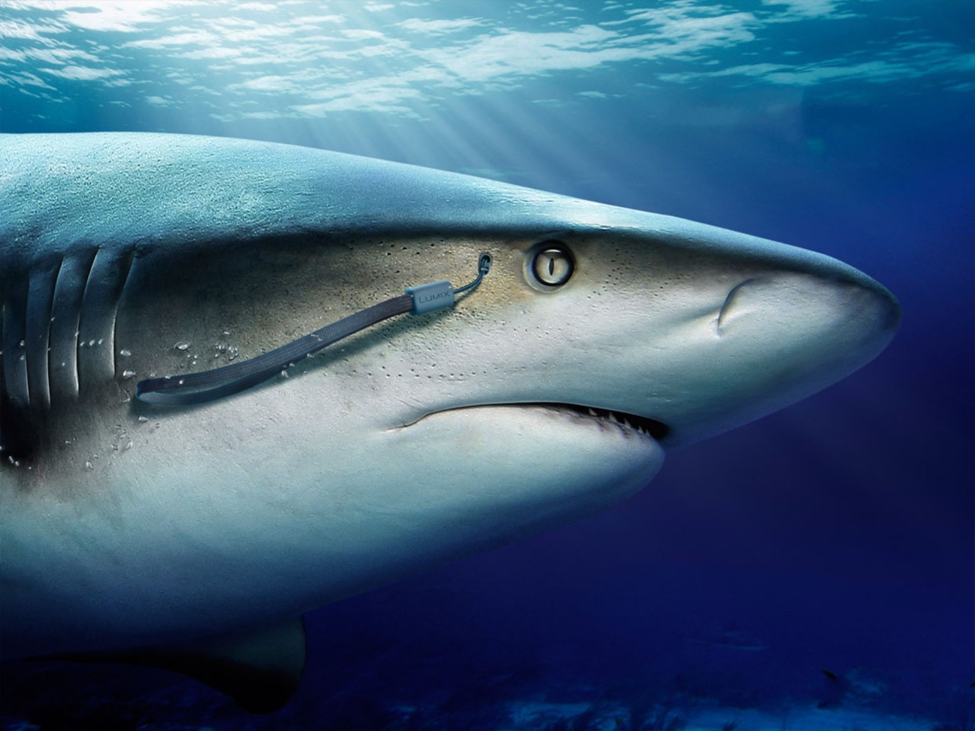 Shark with camera strap underwater HD Wallpaper