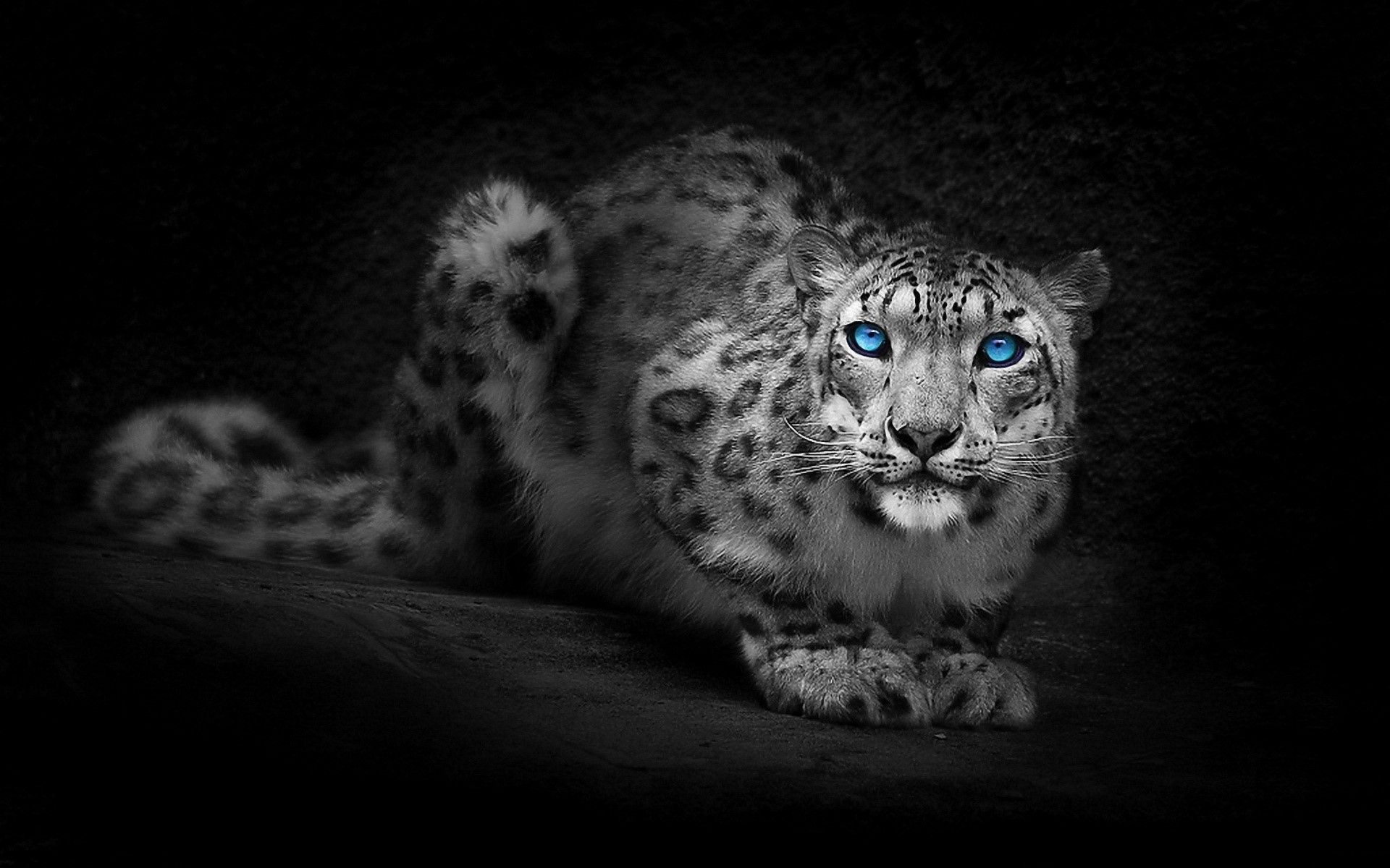 Snow leopard with striking blue eyes HD Wallpaper