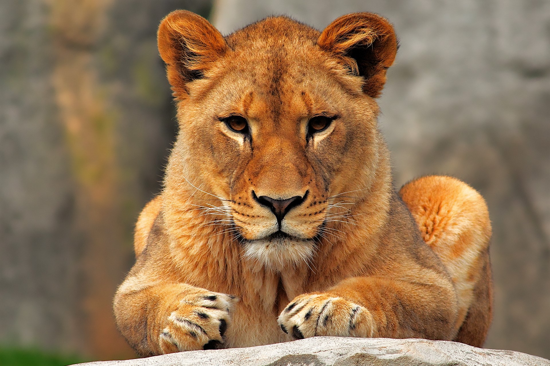 Lioness lying on a rock HD Wallpaper