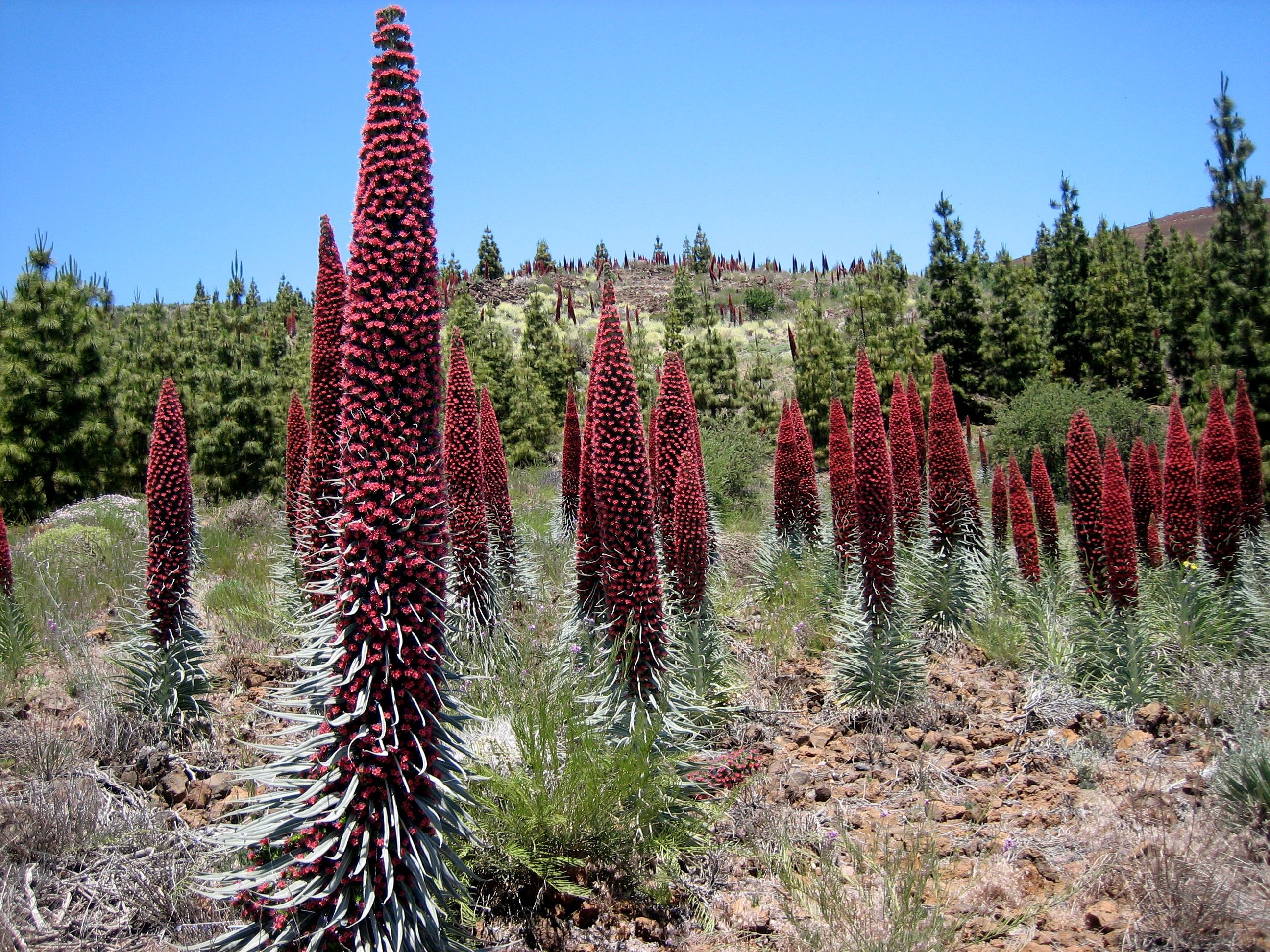 Red Tajinaste flowers in Teide National Park HD Wallpaper