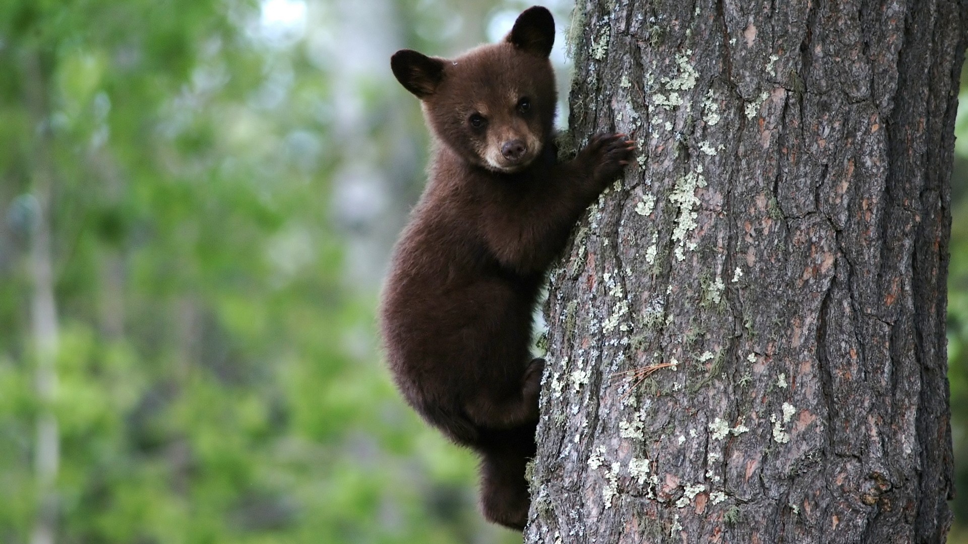 A brown bear cub climbs a tree HD Wallpaper
