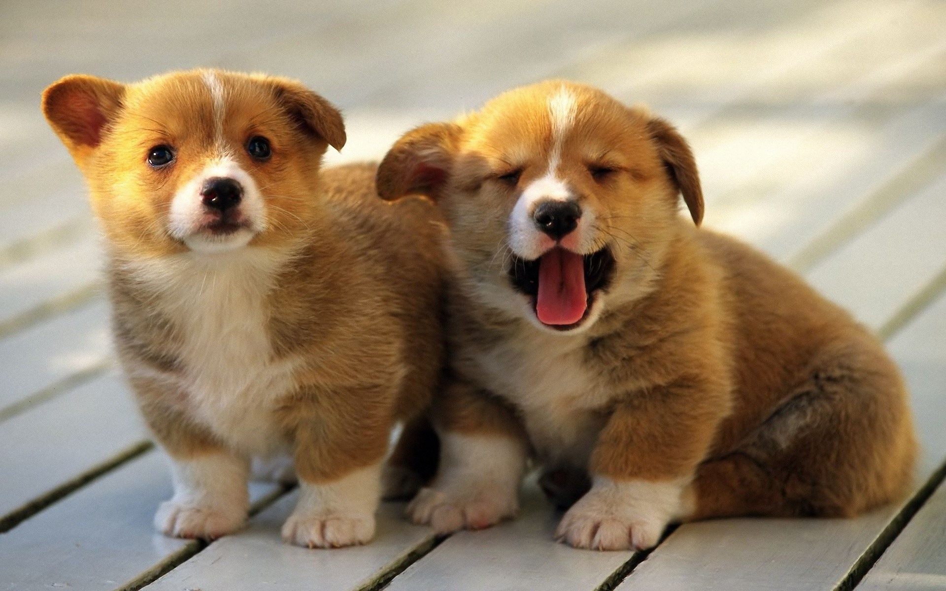 Two adorable Welsh Corgi puppies sitting on a wooden surface HD Wallpaper